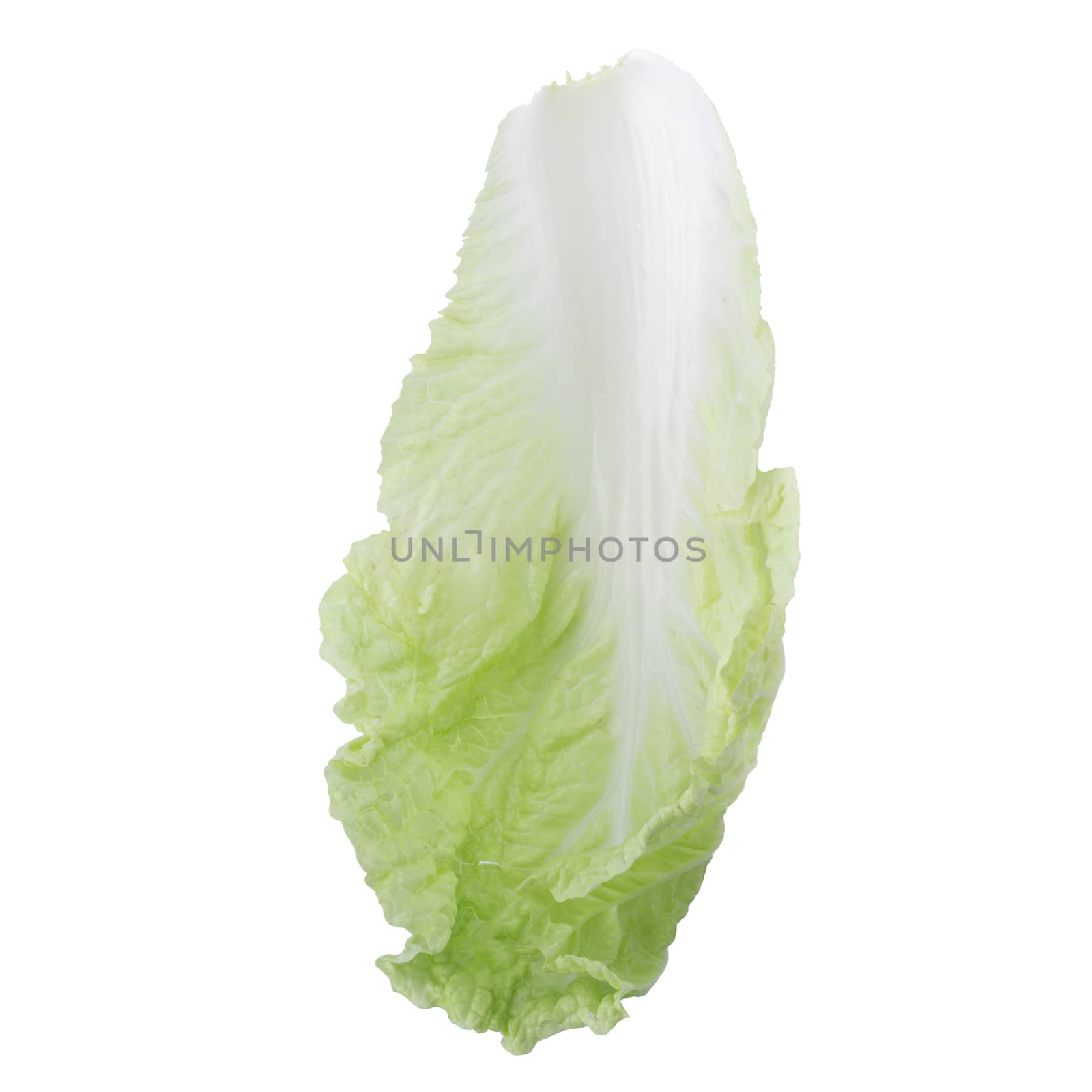 fresh chinese cabbage isolated on a white background by kaiskynet