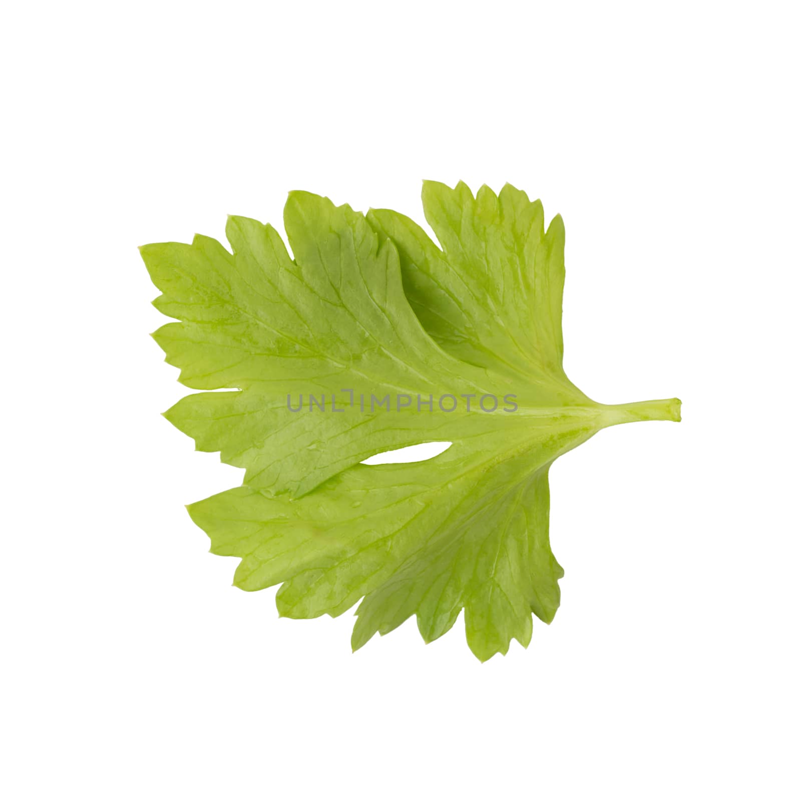 Celery or parsley leaf isolated on white background. Top view.
