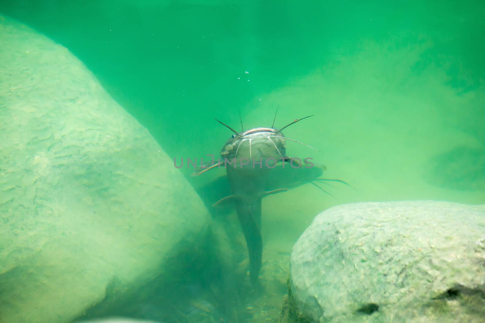 Catfish clarias in green lake their natural habitat.