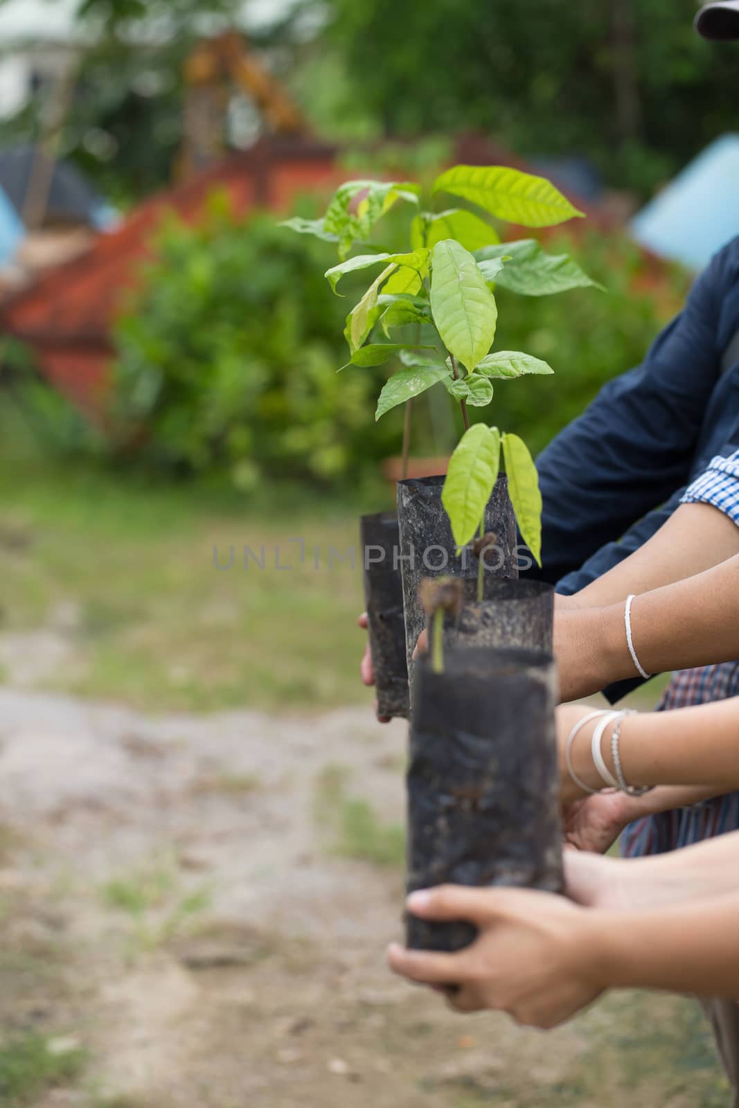 Cocoa tree in seeding bag, In the greenhouse by kaiskynet