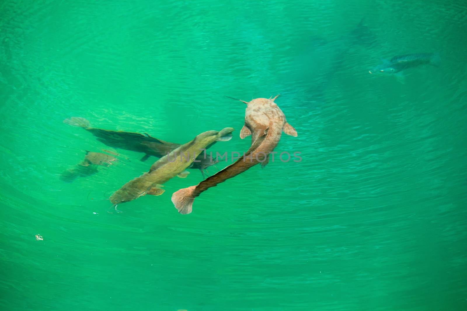 Catfish clarias in green lake their natural habitat.