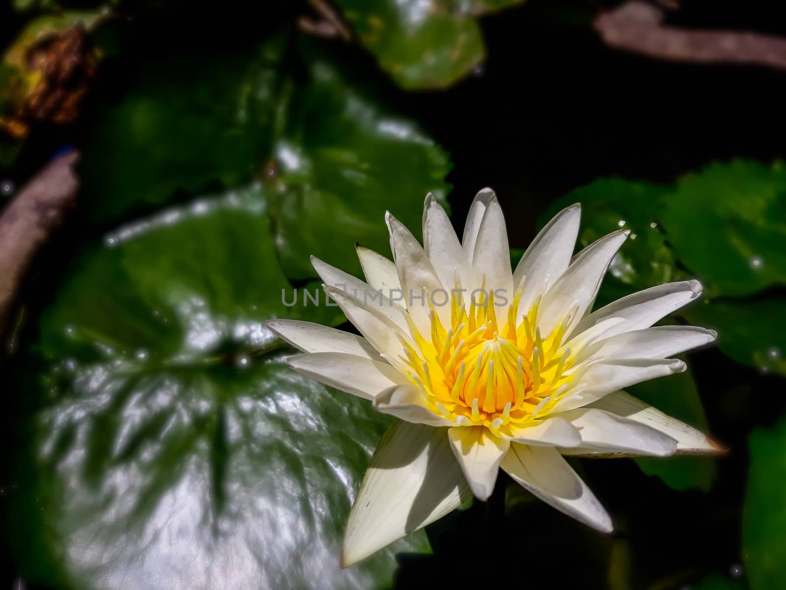 White and yellow lotus in the garden.