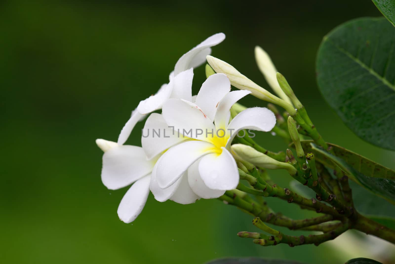 Close up of white and yellow frangipani flowers with green leave by kaiskynet