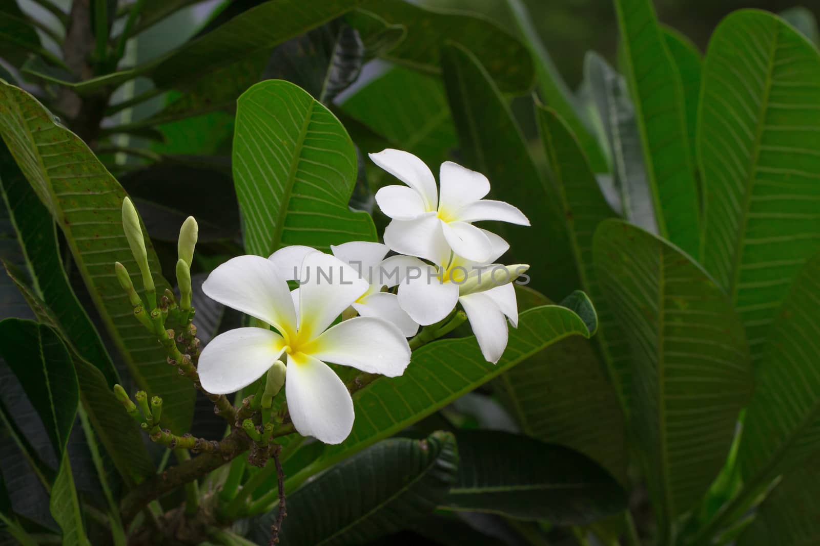 Close up of white and yellow frangipani flowers with green leaves in background.