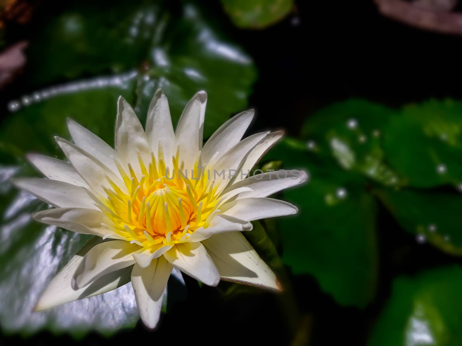 White and yellow lotus in the garden. by praditlohhana