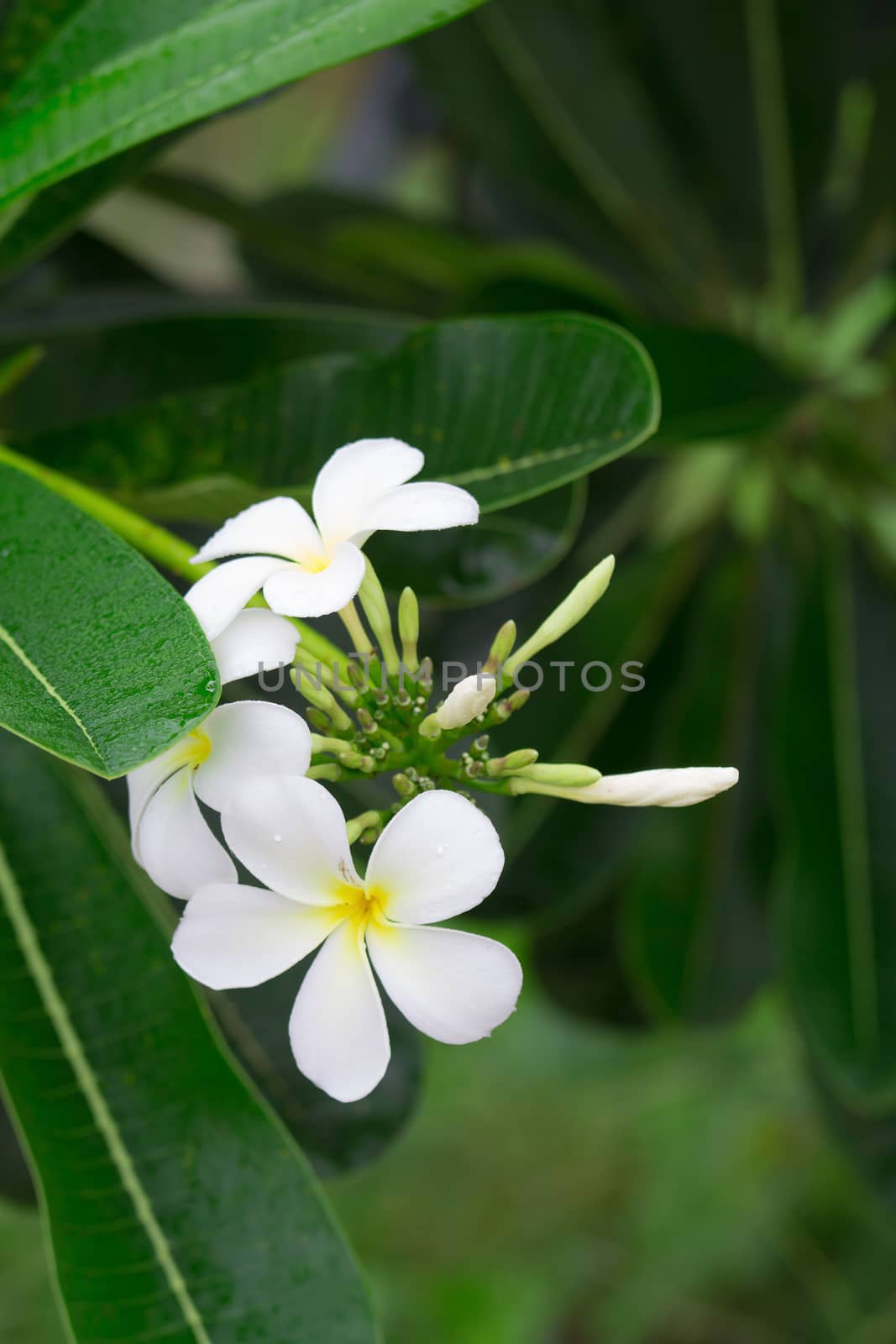 Close up of white and yellow frangipani flowers with green leave by kaiskynet