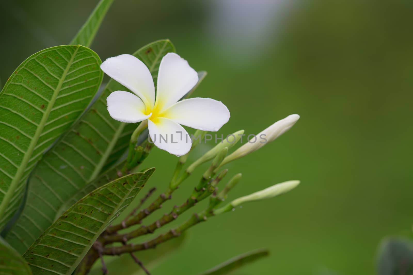 Close up of white and yellow frangipani flowers with green leave by kaiskynet