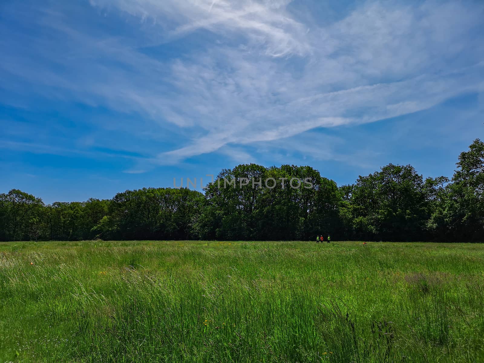 People in vests standing at green clearing around trees by Wierzchu