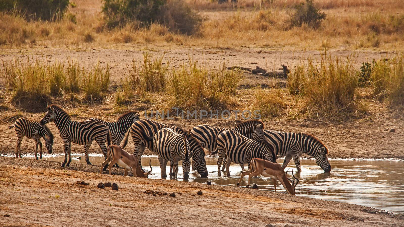 Two Impala rams(Aepyceros melampus) share a waterhole with a herd of Buchell's Zebra(Equus burchellii)