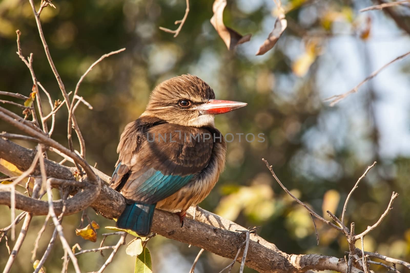 Brown-hooded Kingfisher Halcyon albiventris 3654 by kobus_peche