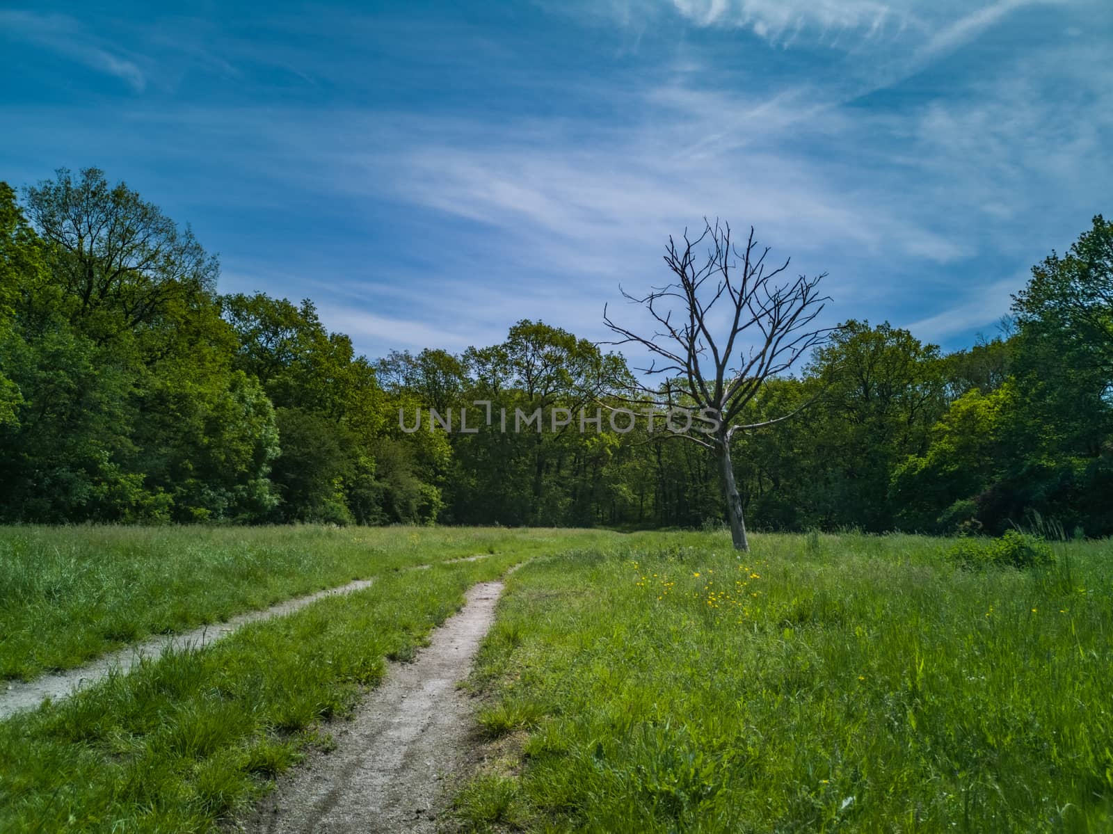 Green clearing with dry tree near path high trees and blue cloudy sky