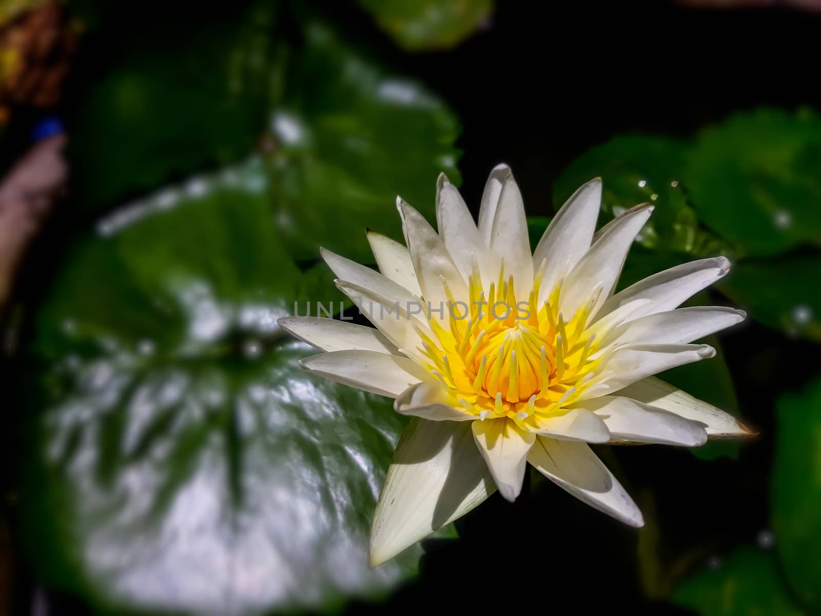 White and yellow lotus in the garden. by praditlohhana