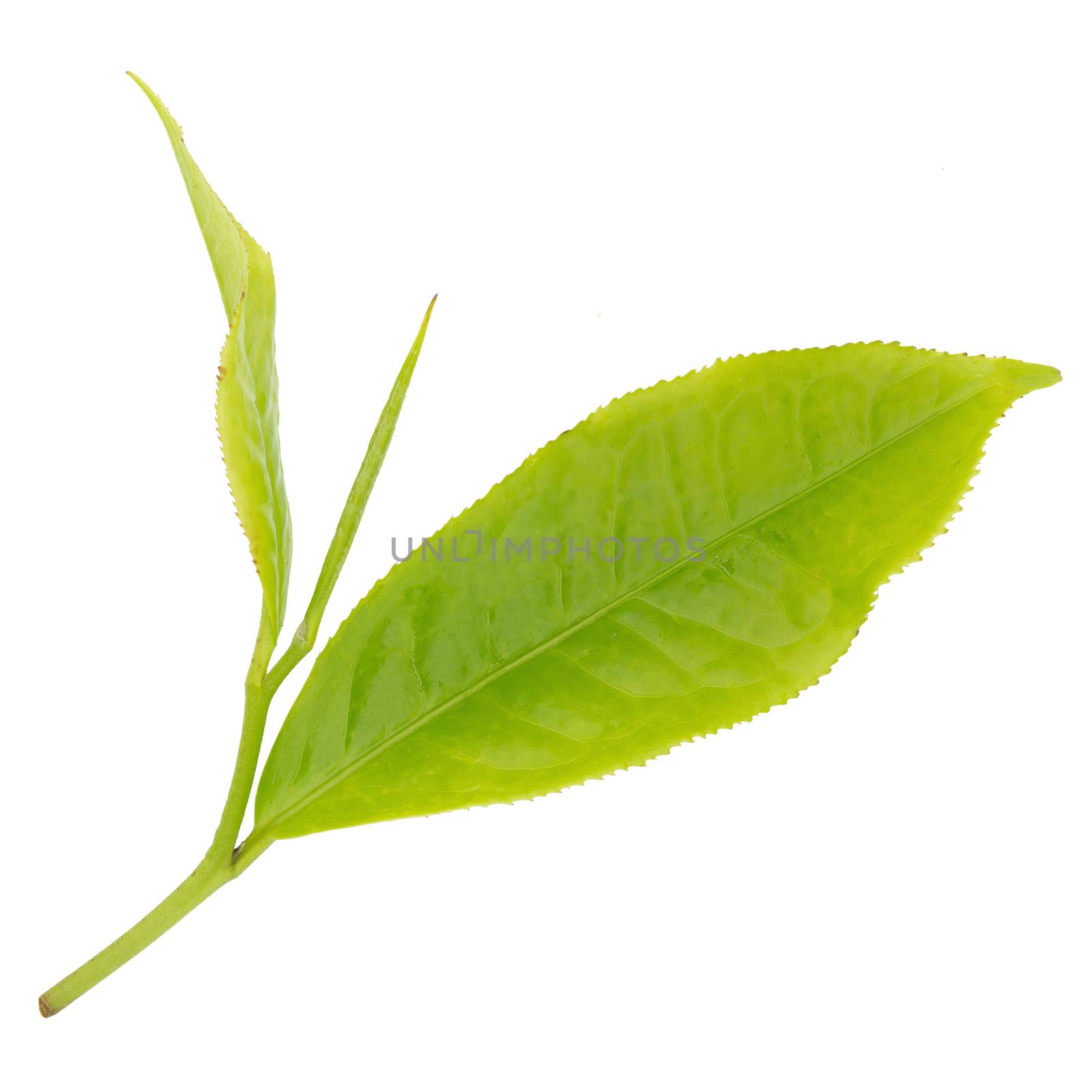 Fresh tea leaves isolated on the white background.
