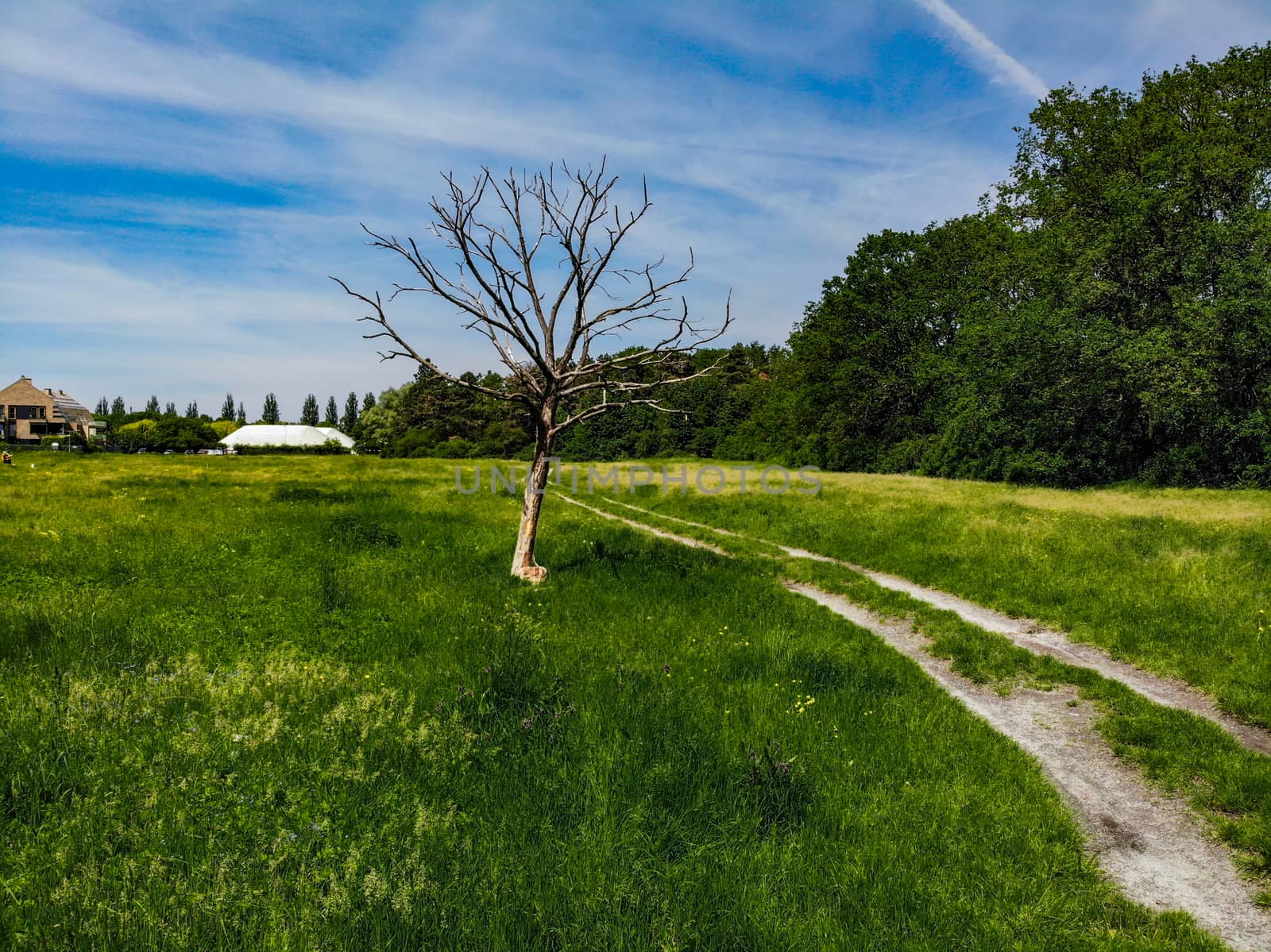 Double path next to old dry tree at green clearing between trees