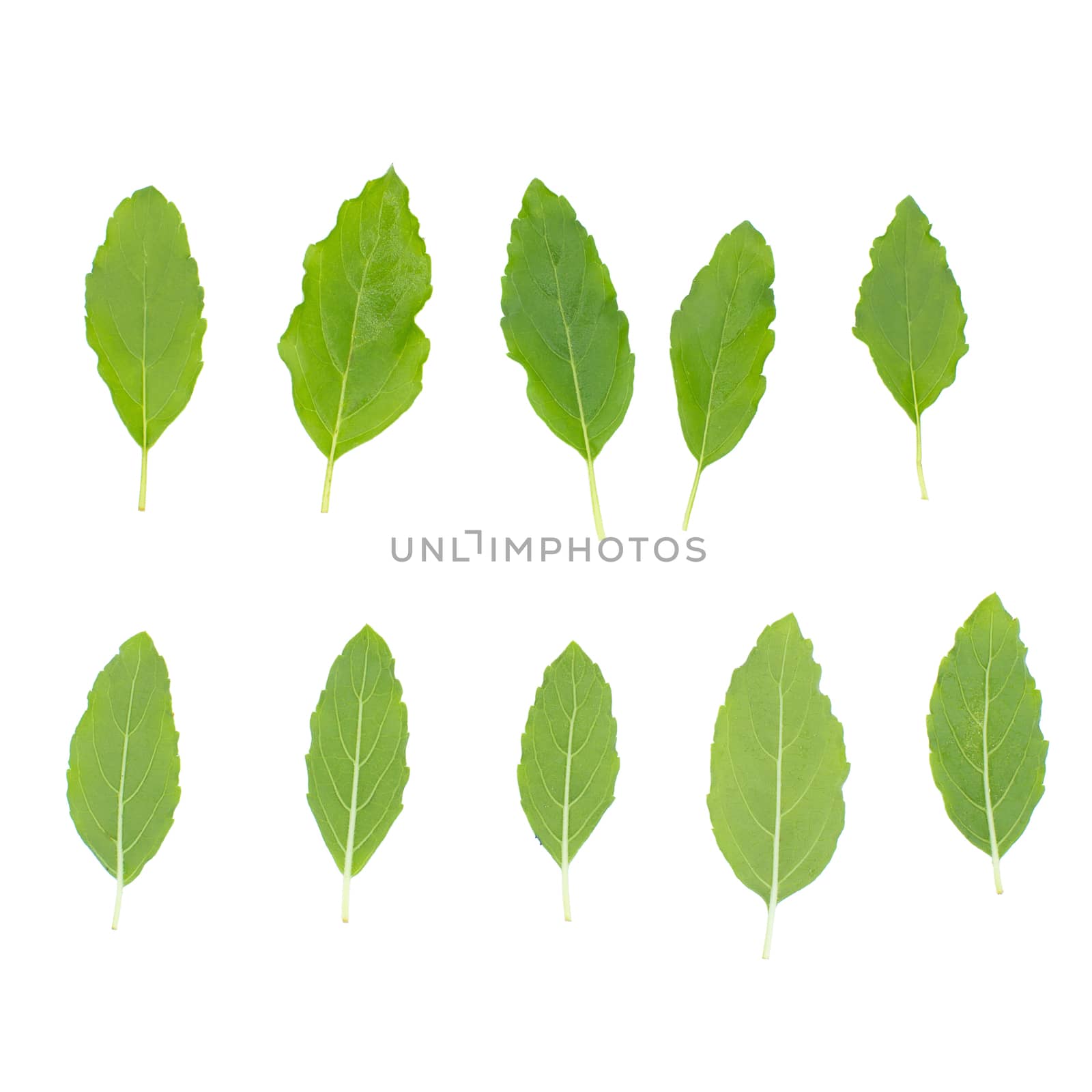 Fresh green basil herb leaves isolated on white background.