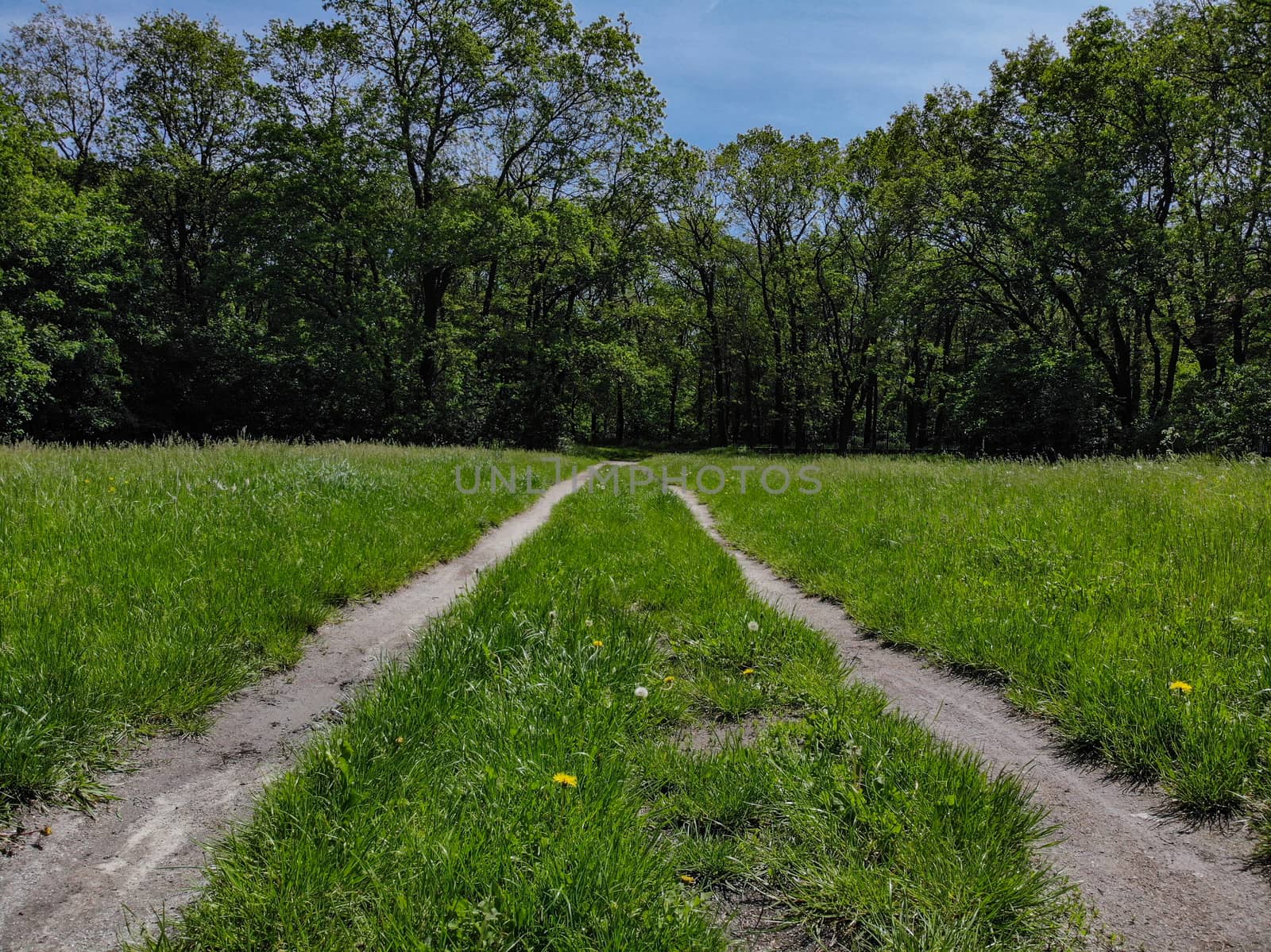 Double Path at green clearing between trees by Wierzchu