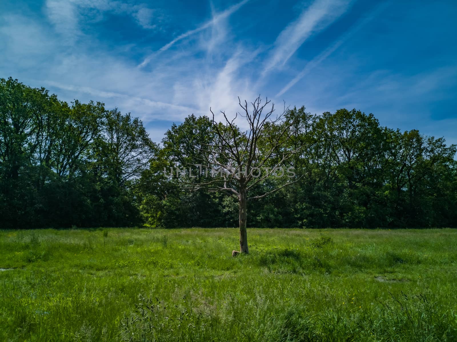 Green clearing with dry tree near path high trees and blue cloudy sky by Wierzchu