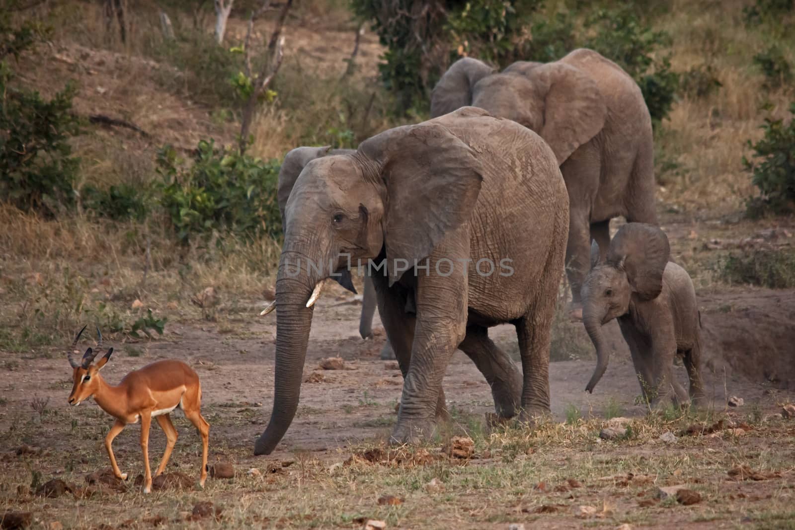 Elephants (Loxodonta africana) chasing an Impala ram (Aepyceros melampus) at a water hole in Kruger National Park. South Africa.