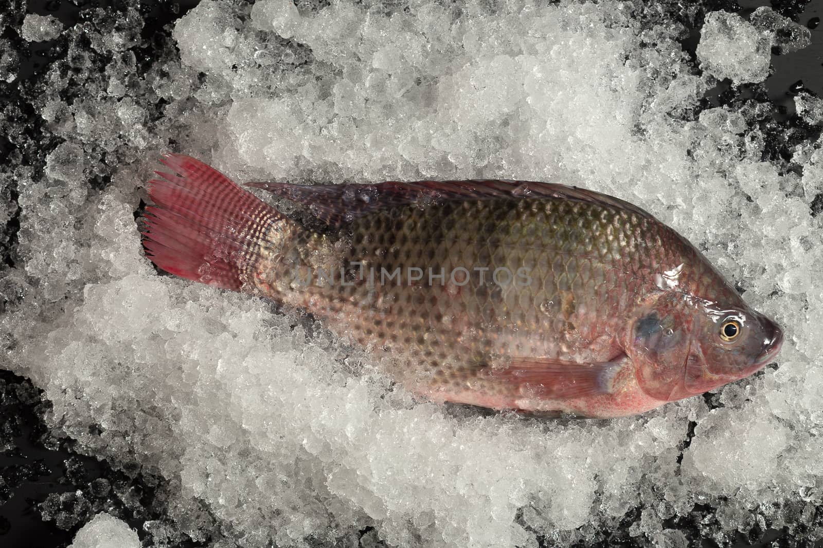 Fresh Nile tilapia Mango fish Nilotica Fish on Ice and black Bac by kaiskynet