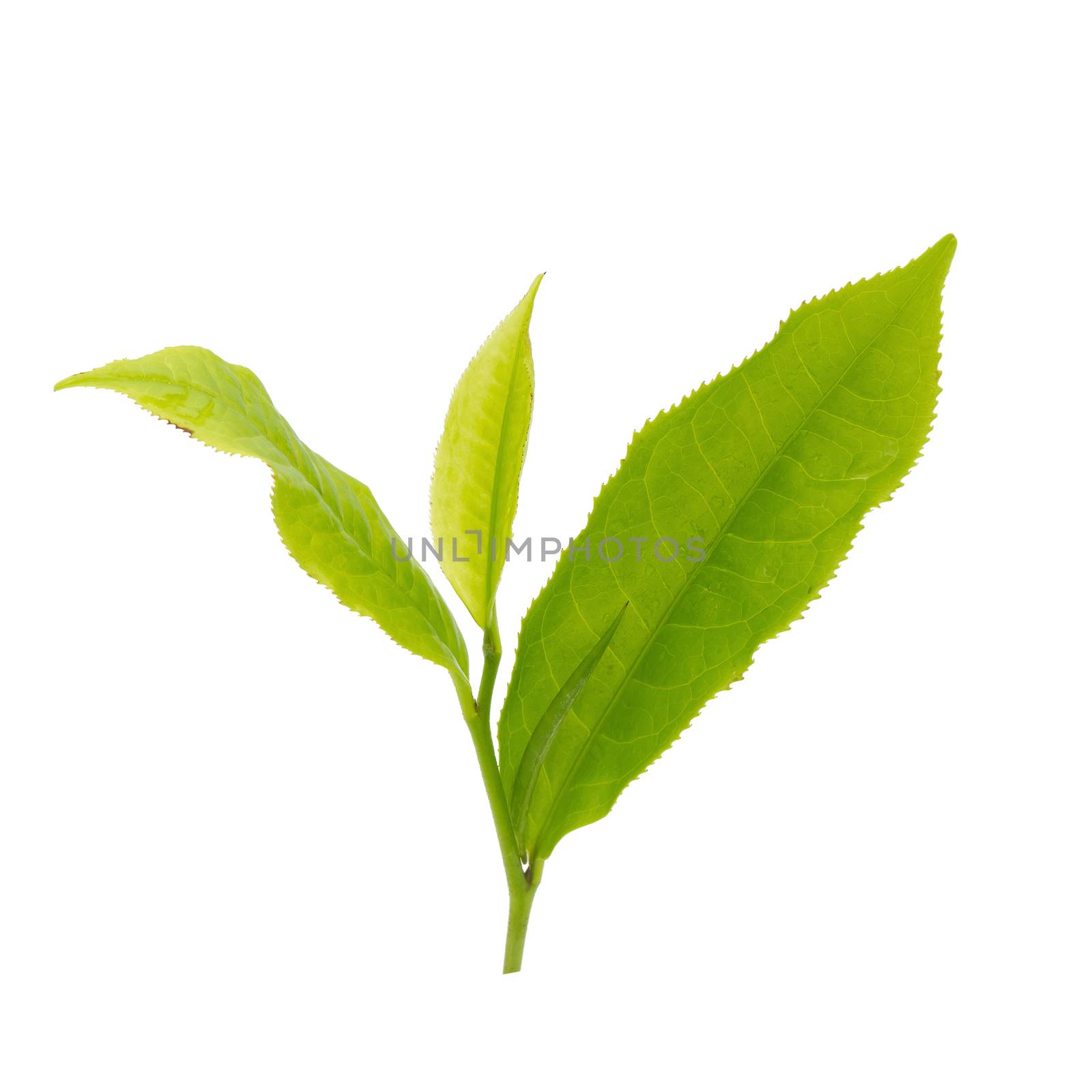 Fresh tea leaves isolated on the white background.