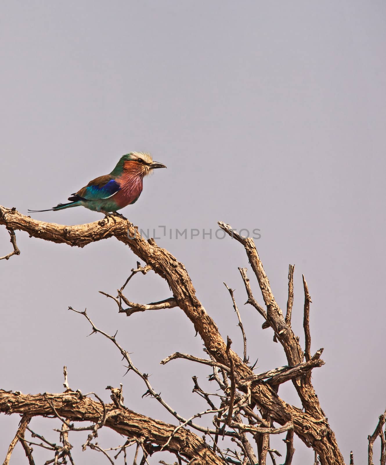 Lilac-breasted Roller Coracias caudatus 4183 by kobus_peche