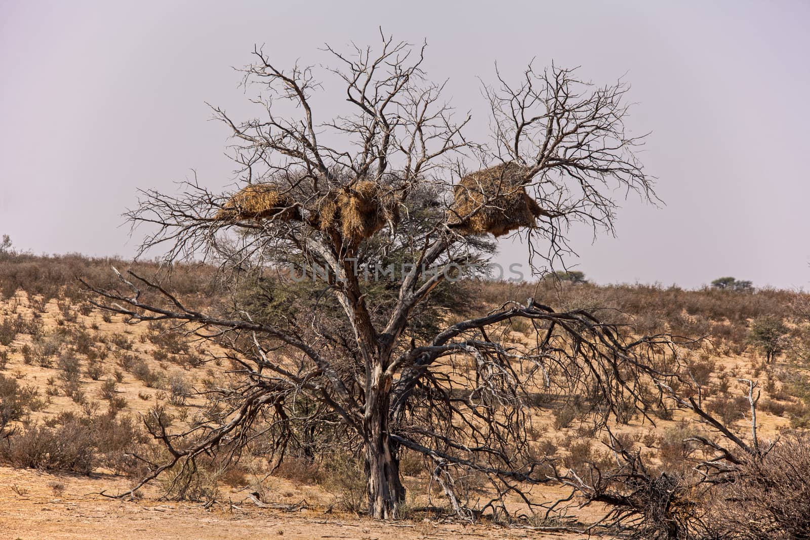 Nests in a dry dead tree 4200 by kobus_peche