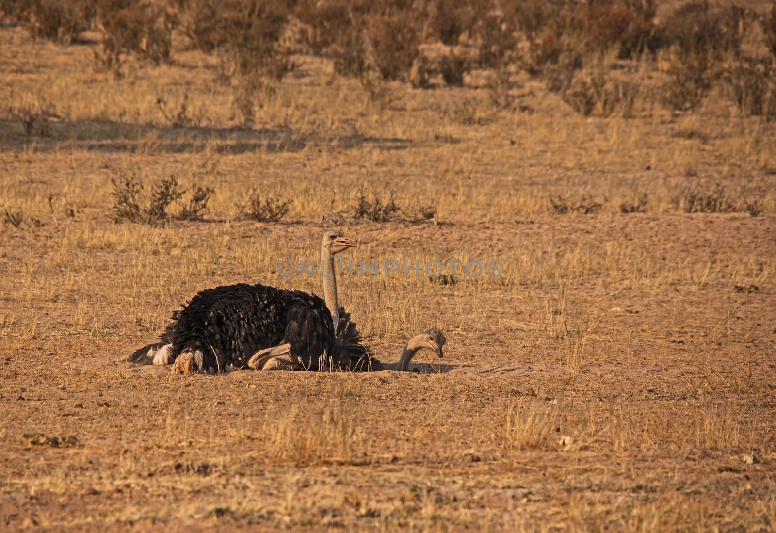 Two Ostriches (Struthio camelus) taking a dust bath in the dry riverbed of the Auob river in the Kgalagadi Trans Frontier Park, South Africa.