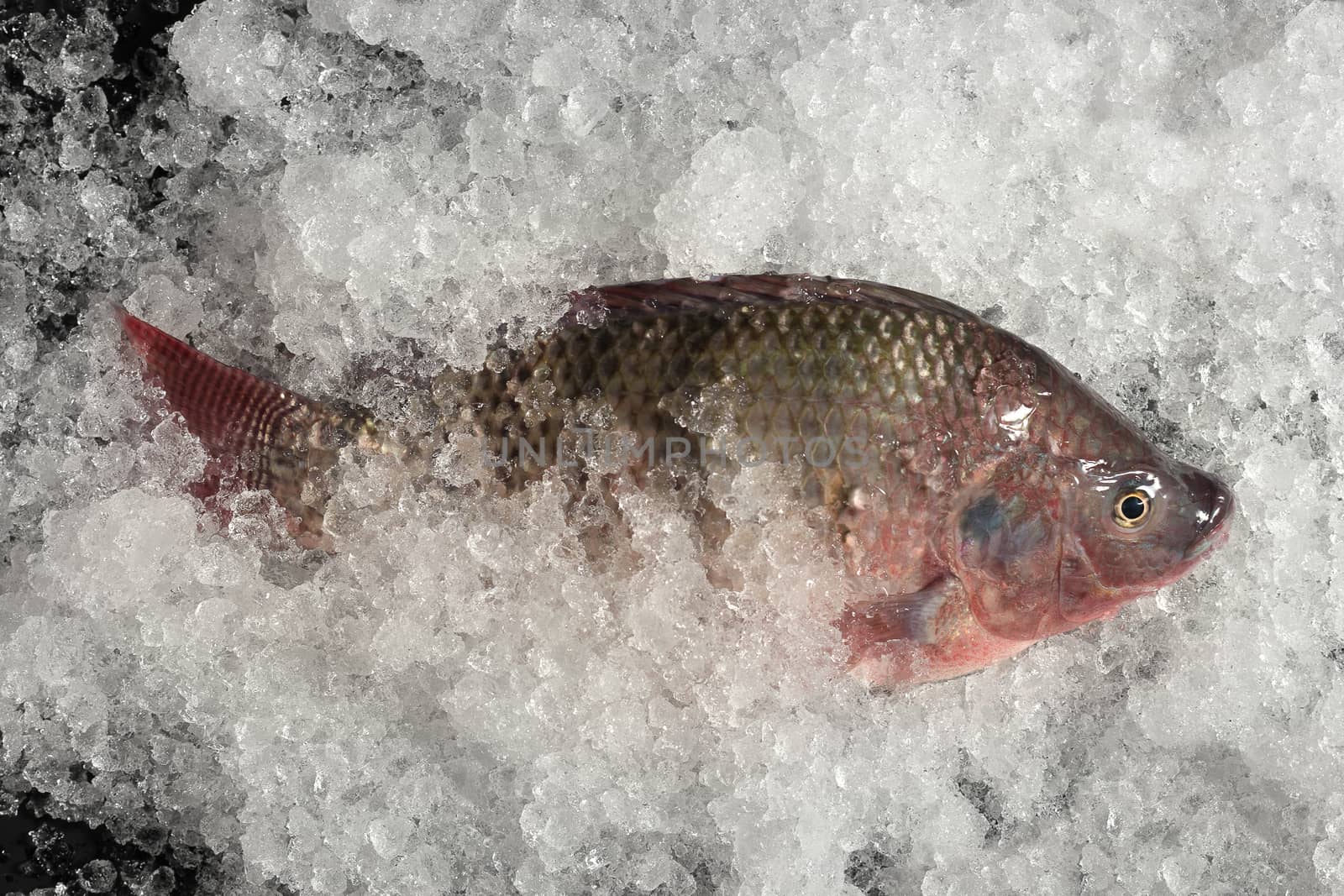 Fresh Nile tilapia Mango fish Nilotica Fish on Ice and black Background.