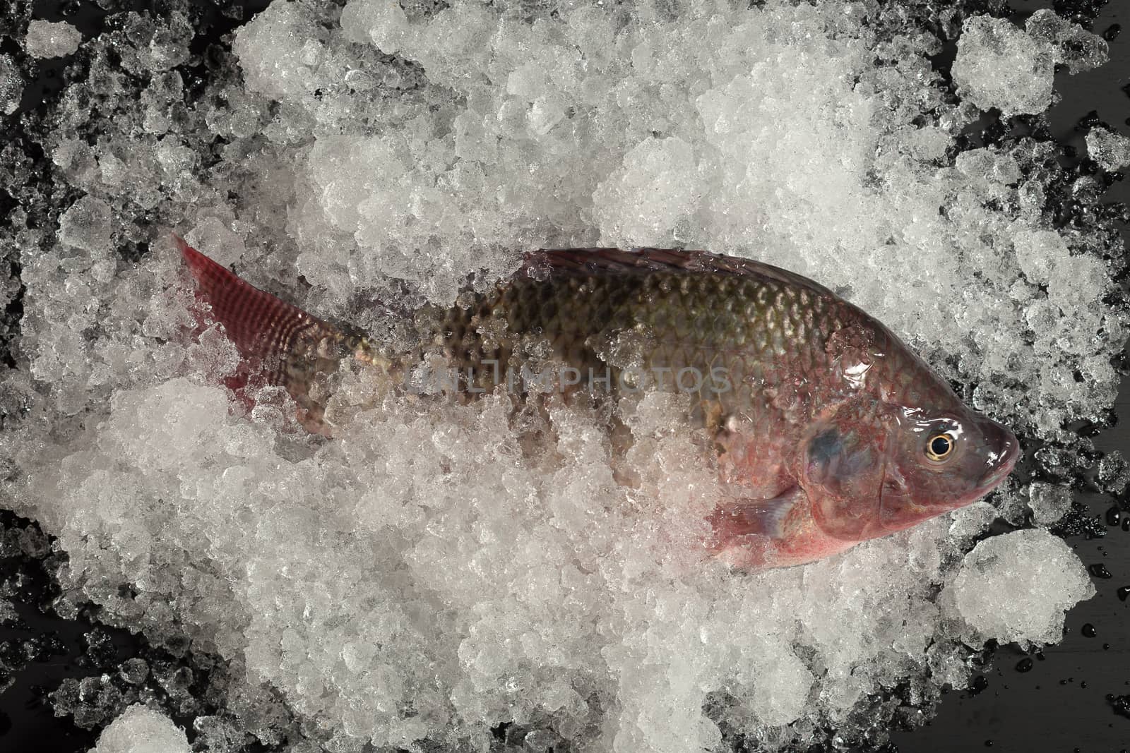Fresh Nile tilapia Mango fish Nilotica Fish on Ice and black Bac by kaiskynet