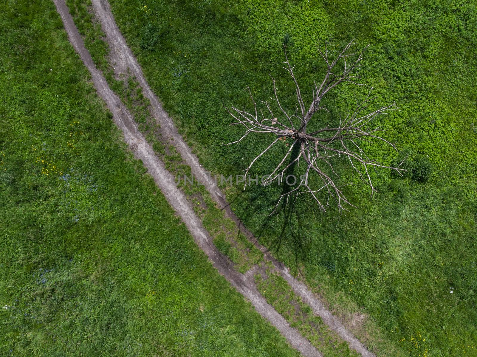 Top down look to connection of paths between grass, bushes and trees