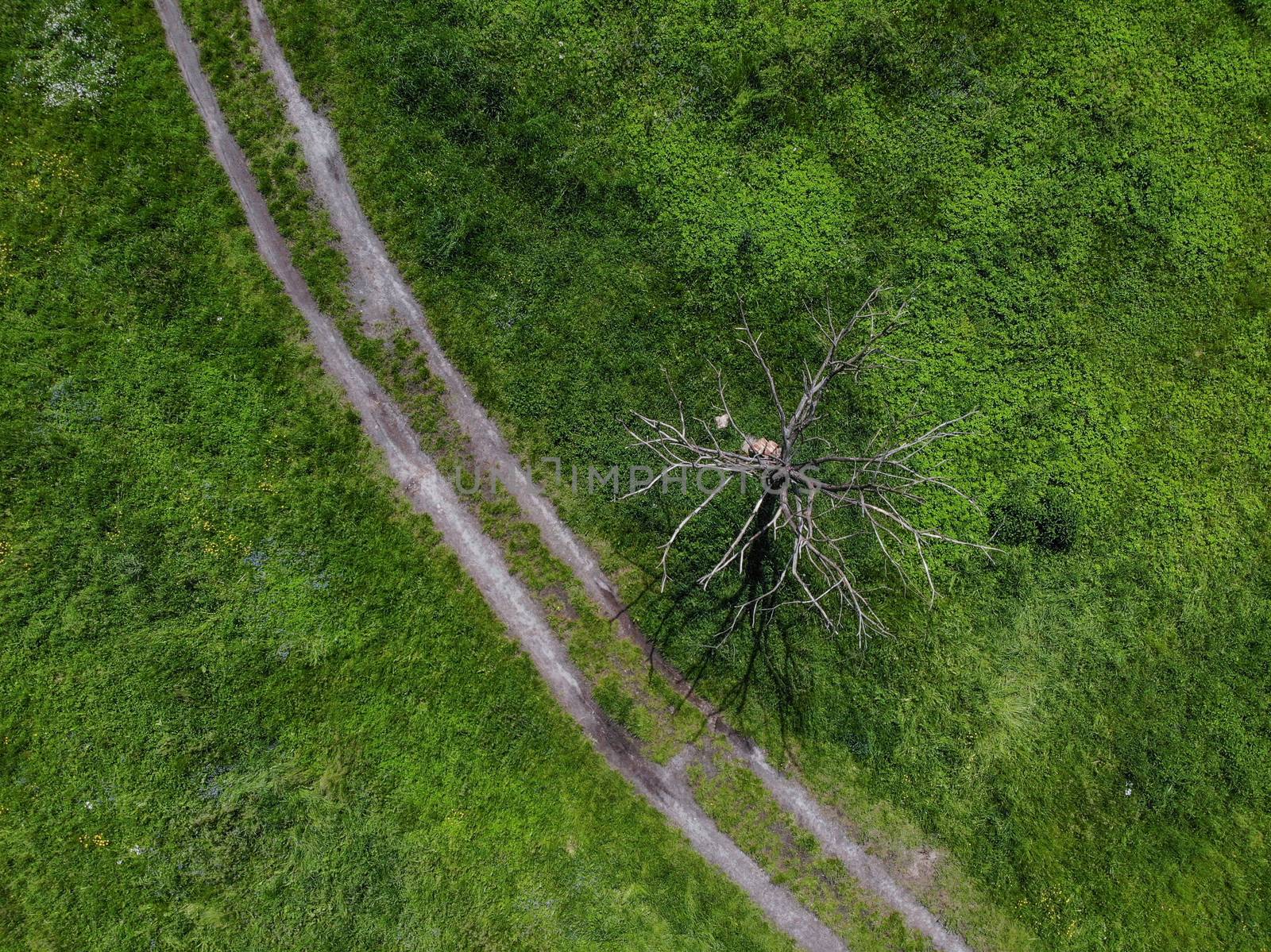 Top down look to connection of paths between grass, bushes and trees