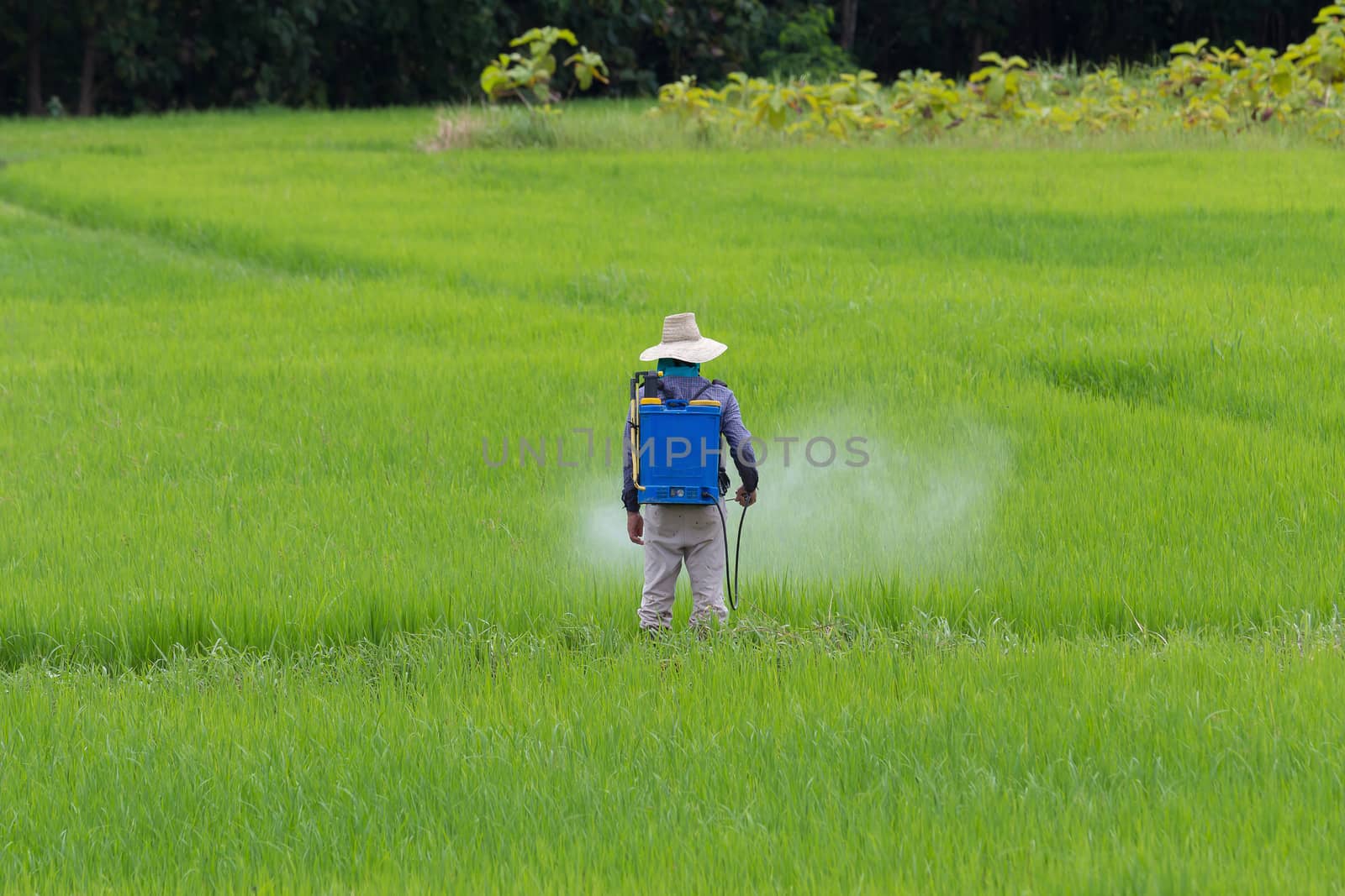 farmer spraying pesticide in the rice field protection pest by kaiskynet