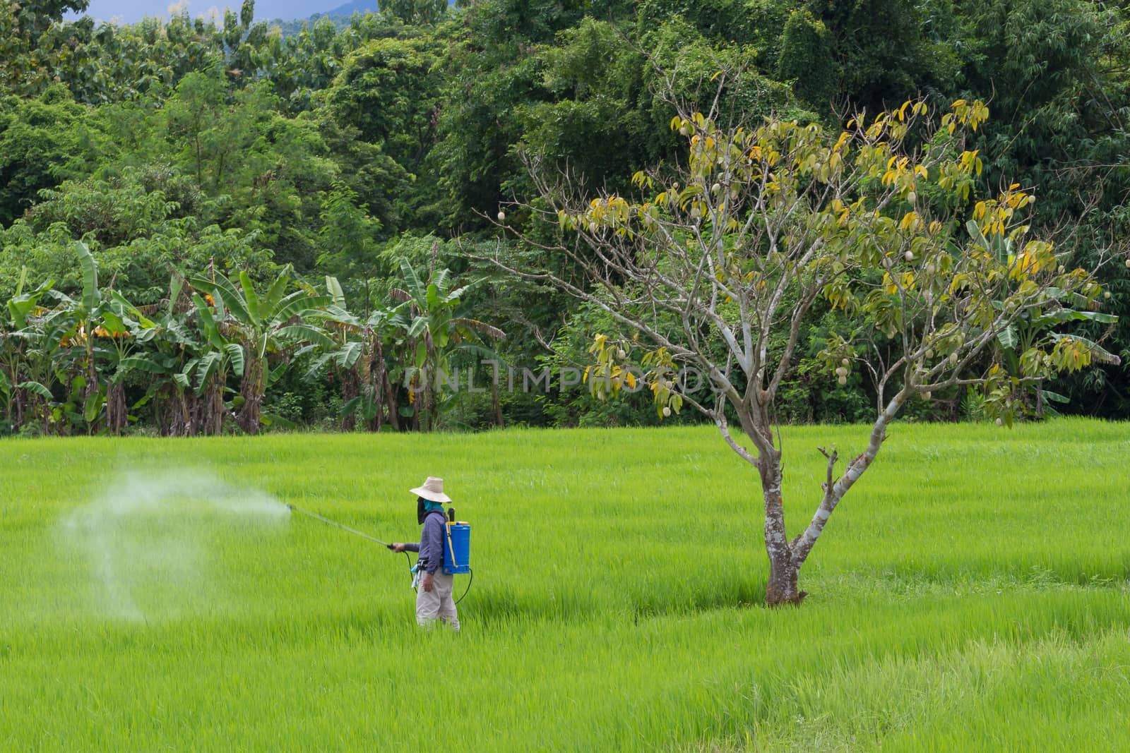 farmer spraying pesticide in the rice field protection pest by kaiskynet
