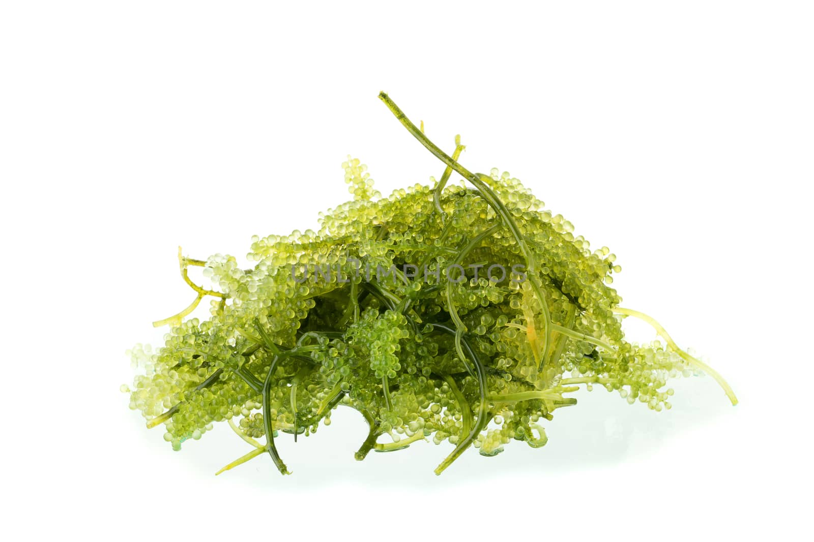 Umi-budou, Seaweed , Healthy sea food. Oval sea grapes seaweed. Healthy Food, Close up Green Caviar on white background.