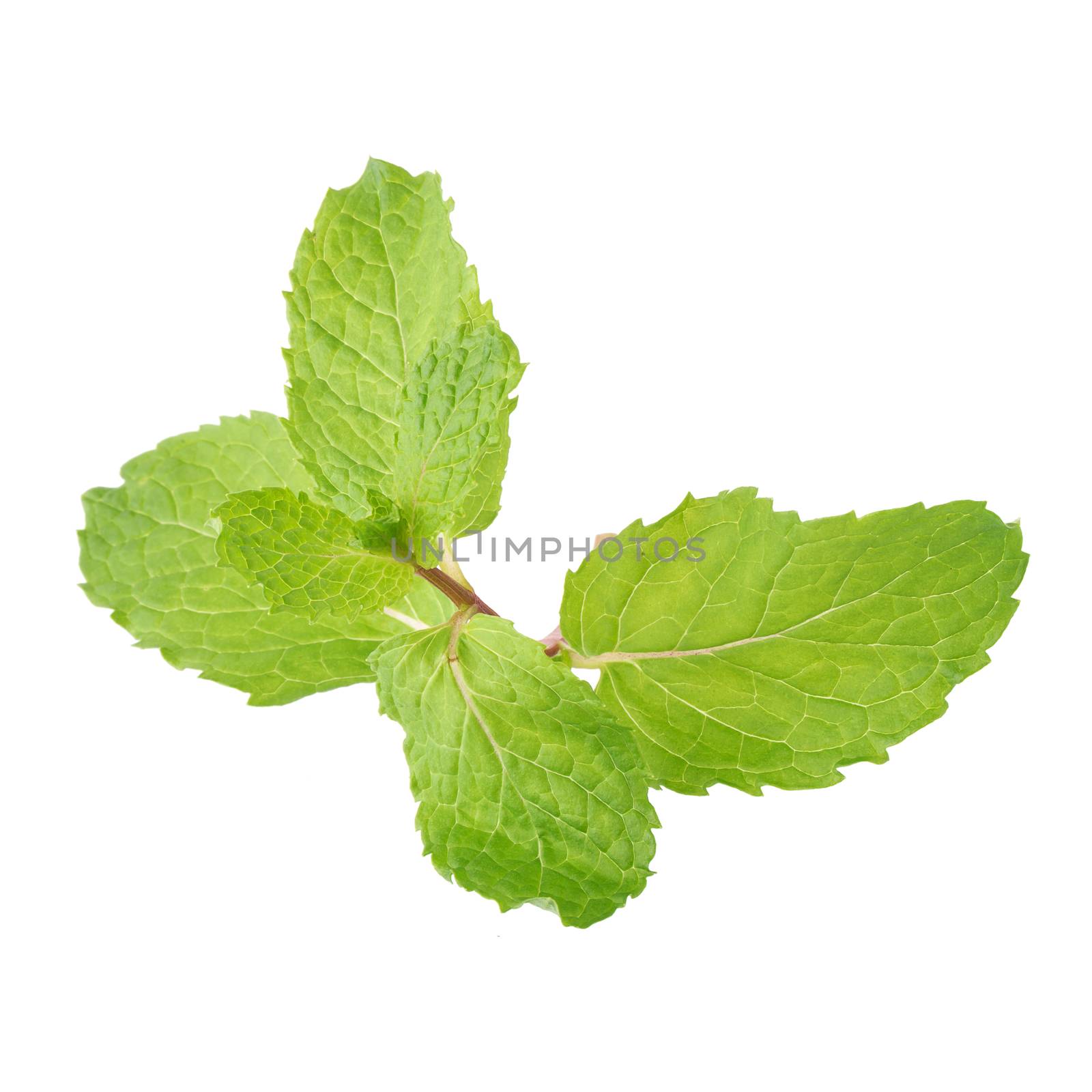 Fresh raw mint leaves isolated on white background by kaiskynet
