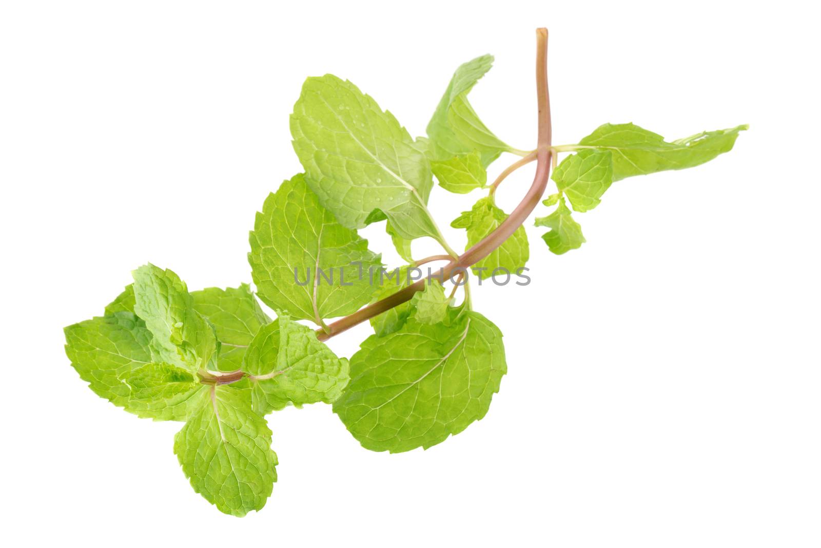 Fresh raw mint leaves isolated on white background.