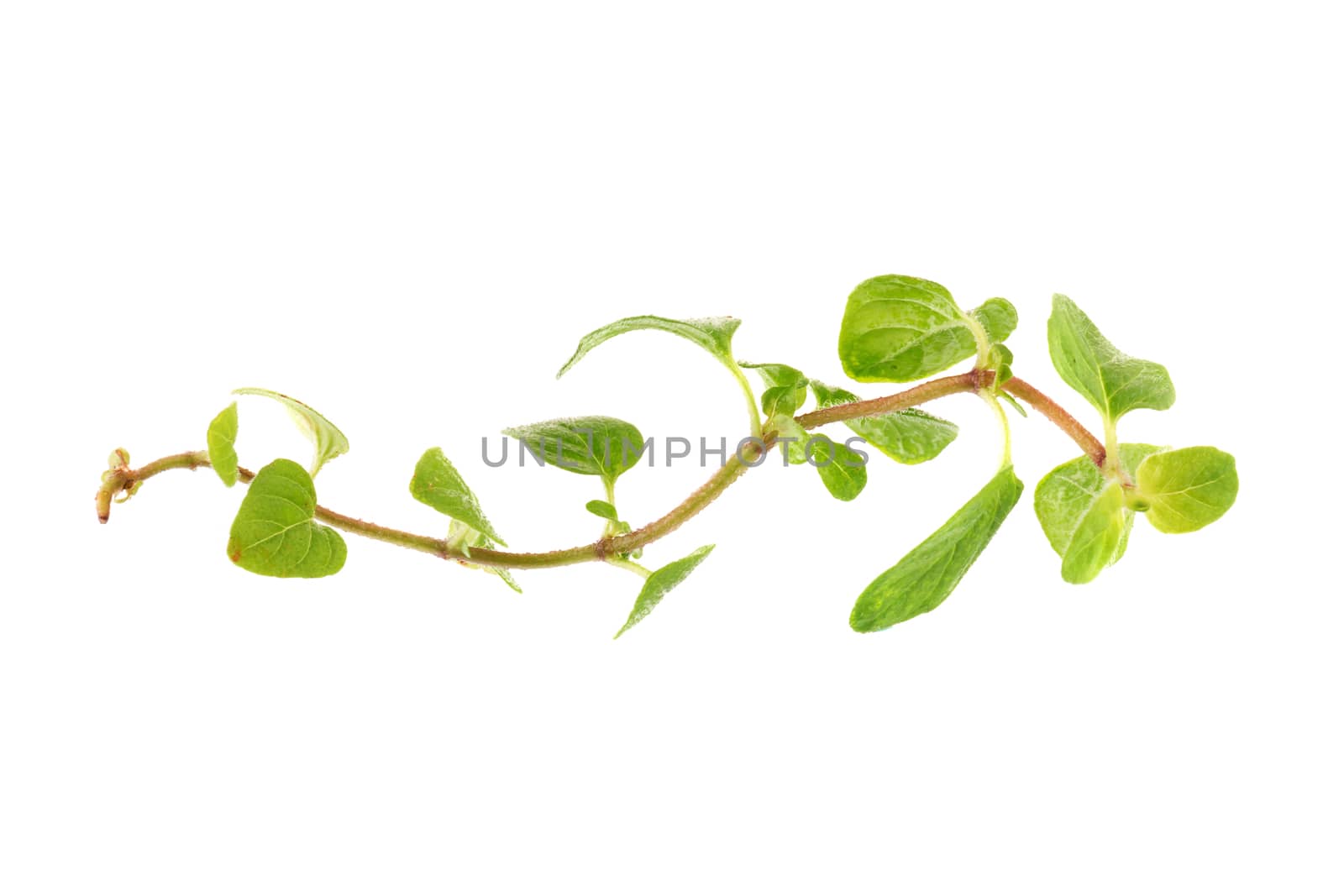 Fresh Oregano herb on a white background.