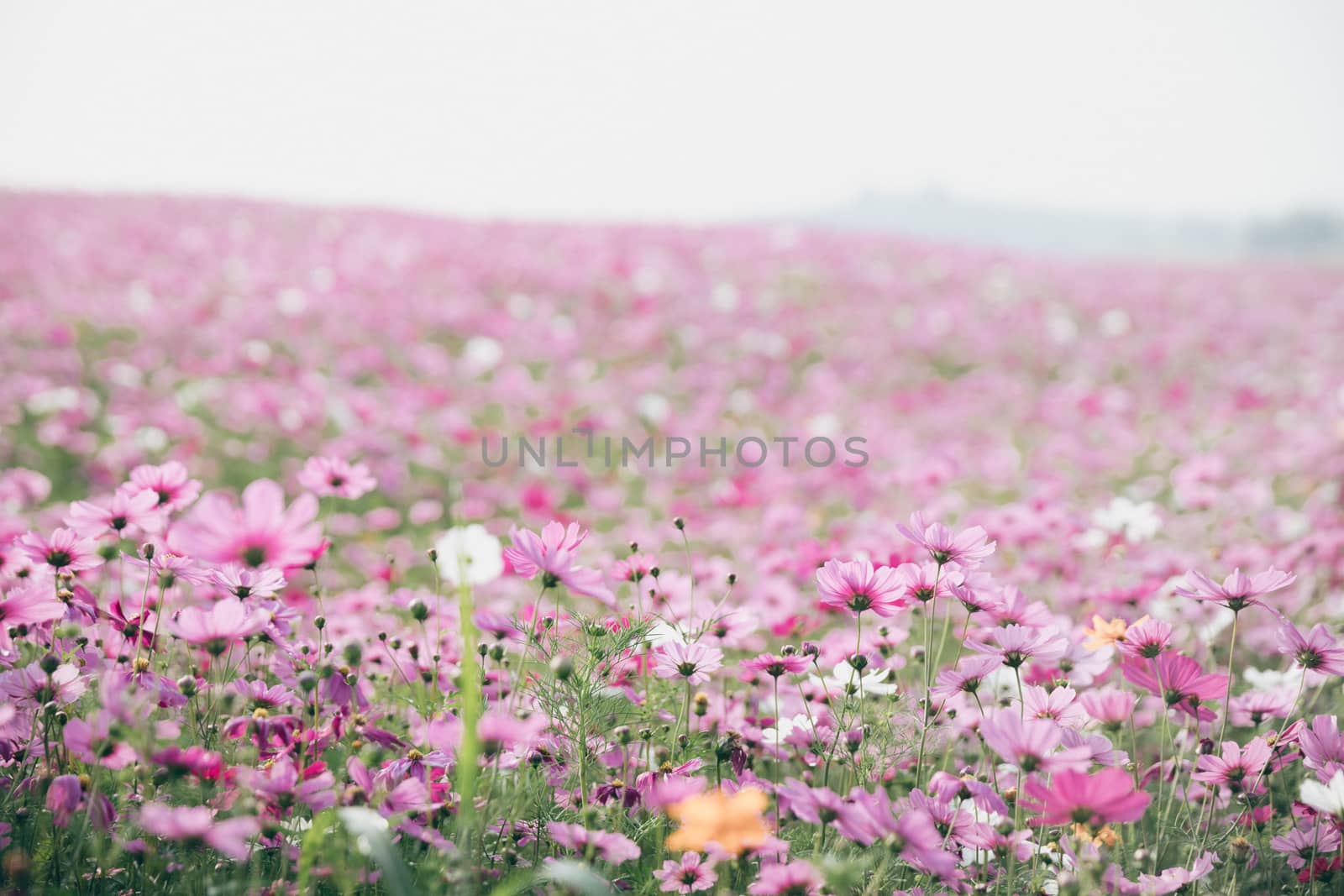 Cosmos flowers background in vintage style 