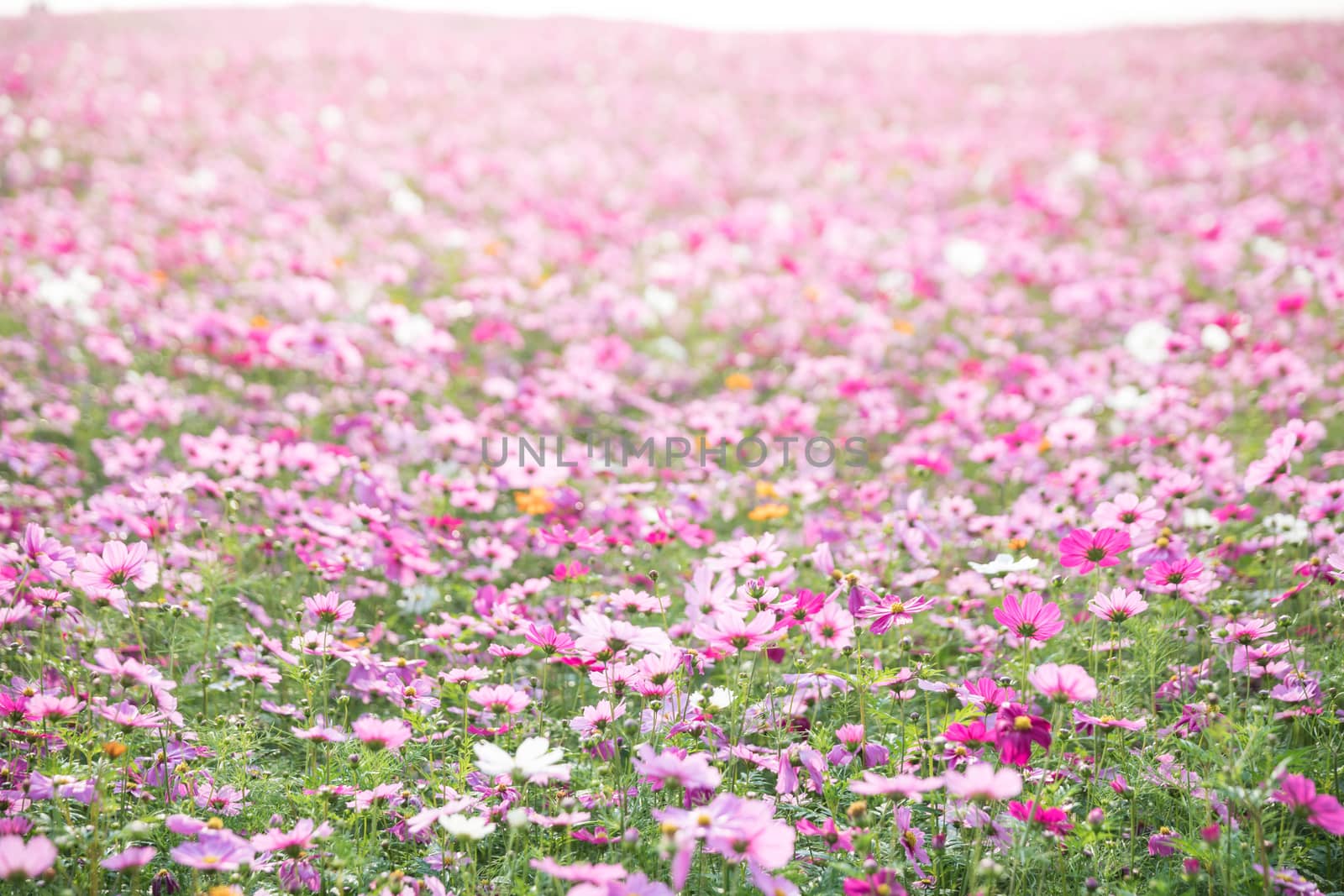 Cosmos flowers background in vintage style 