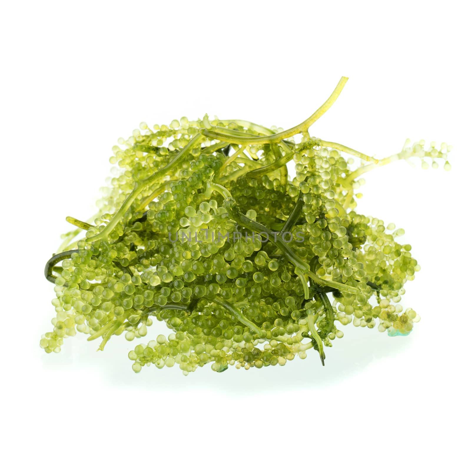 Umi-budou, Seaweed , Healthy sea food. Oval sea grapes seaweed.  by kaiskynet