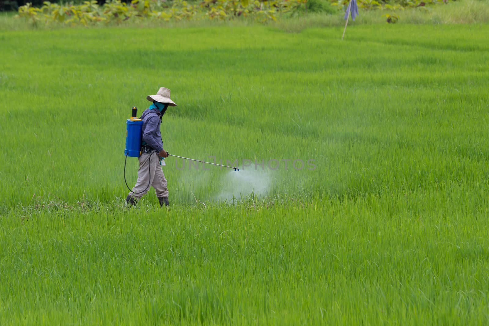 farmer spraying pesticide in the rice field protection pest.