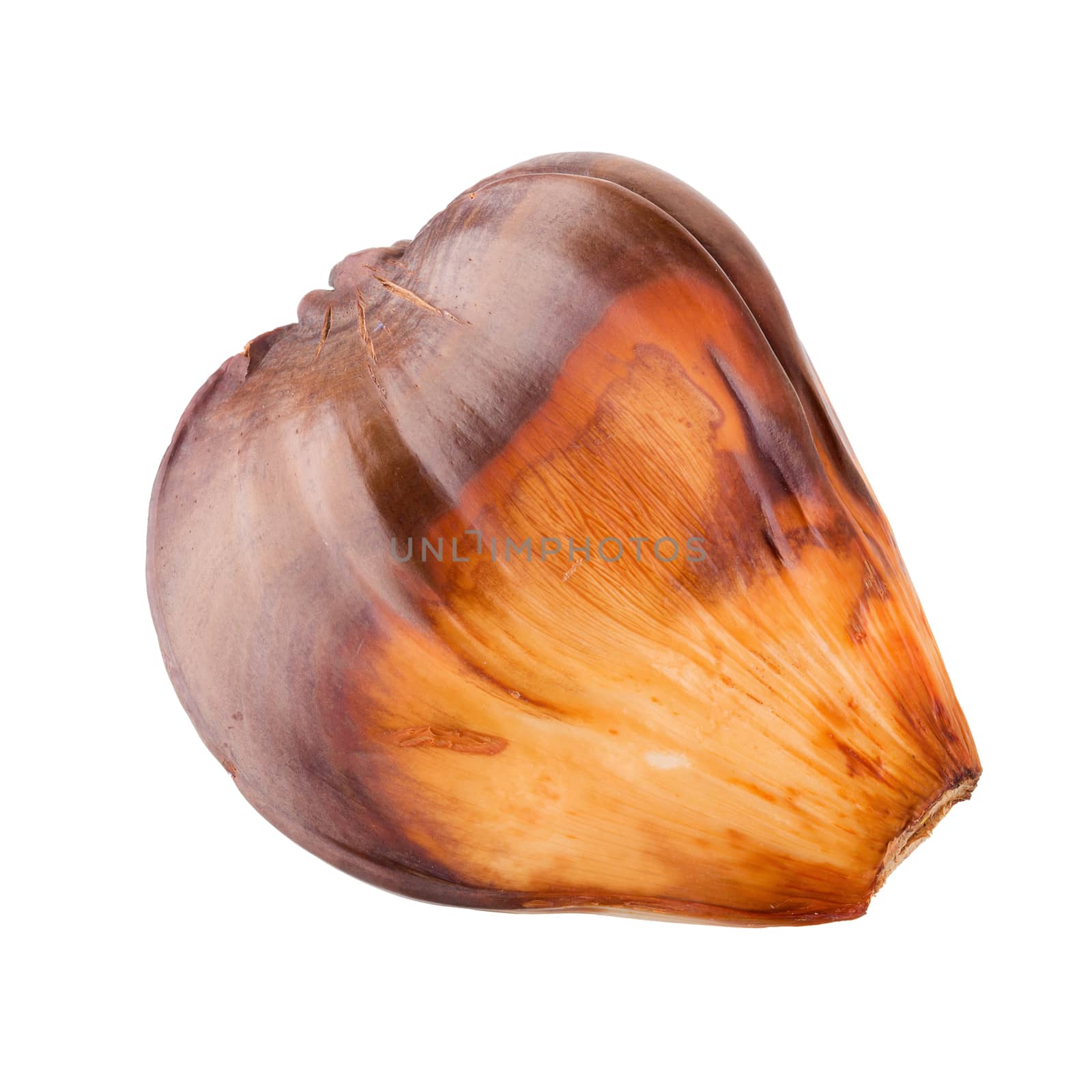 nypa palm fruit in Thailand, close up of nypa seed isolated on white background.