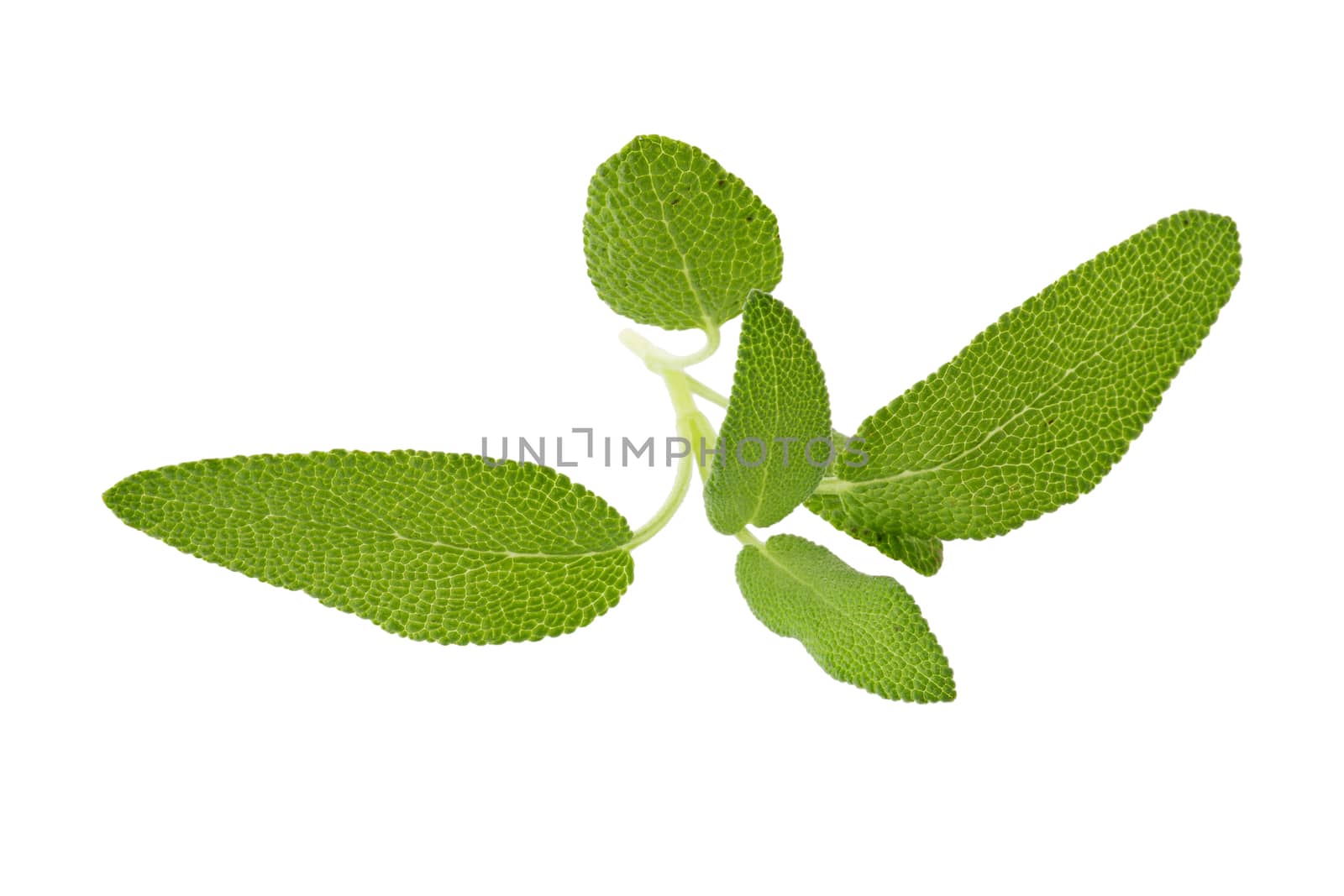 Sage plant isolated on a white background by kaiskynet