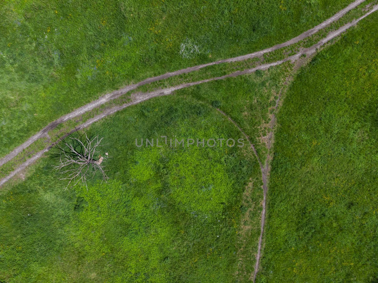 Top down look to connection of paths between grass, bushes and trees