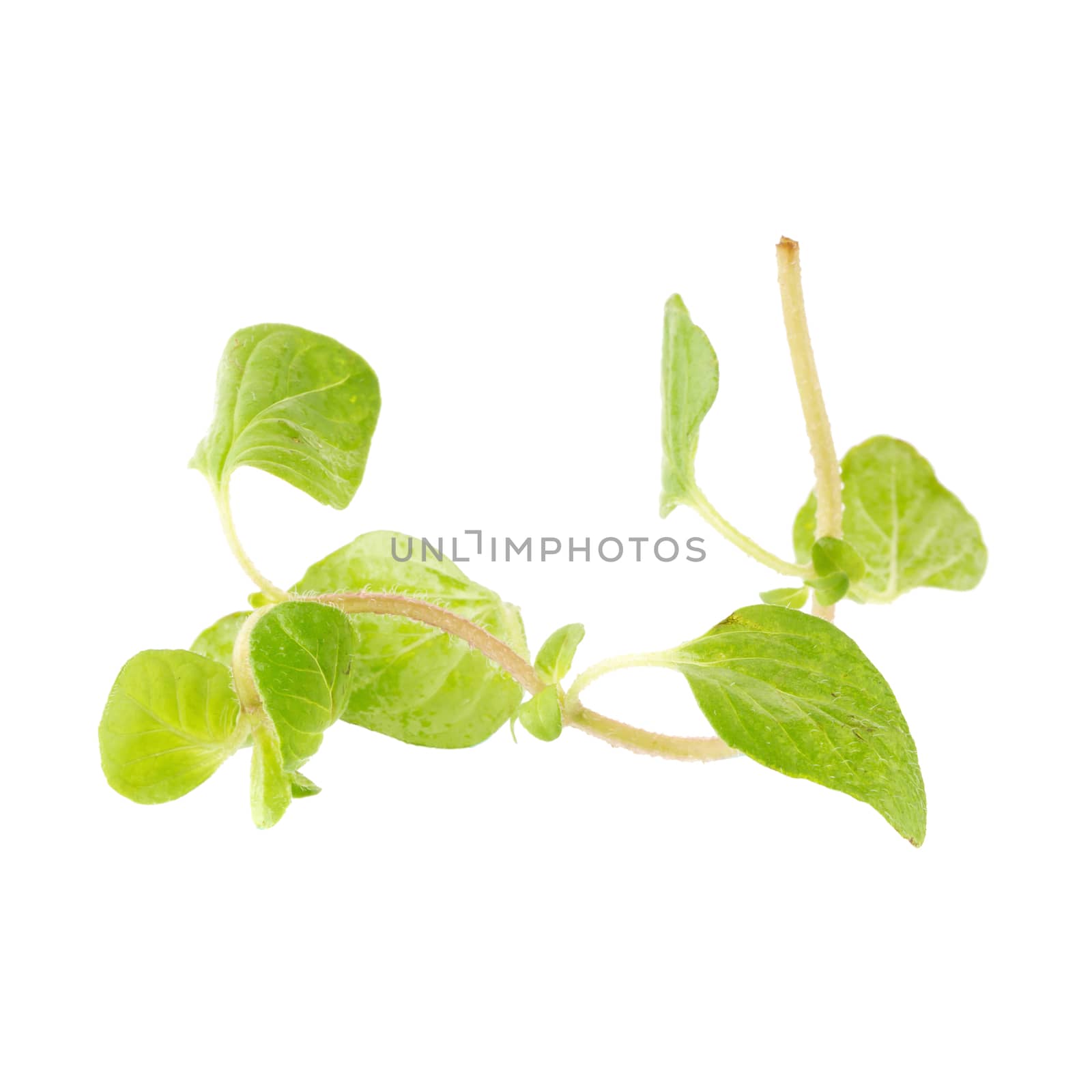 Fresh Oregano herb on a white background.