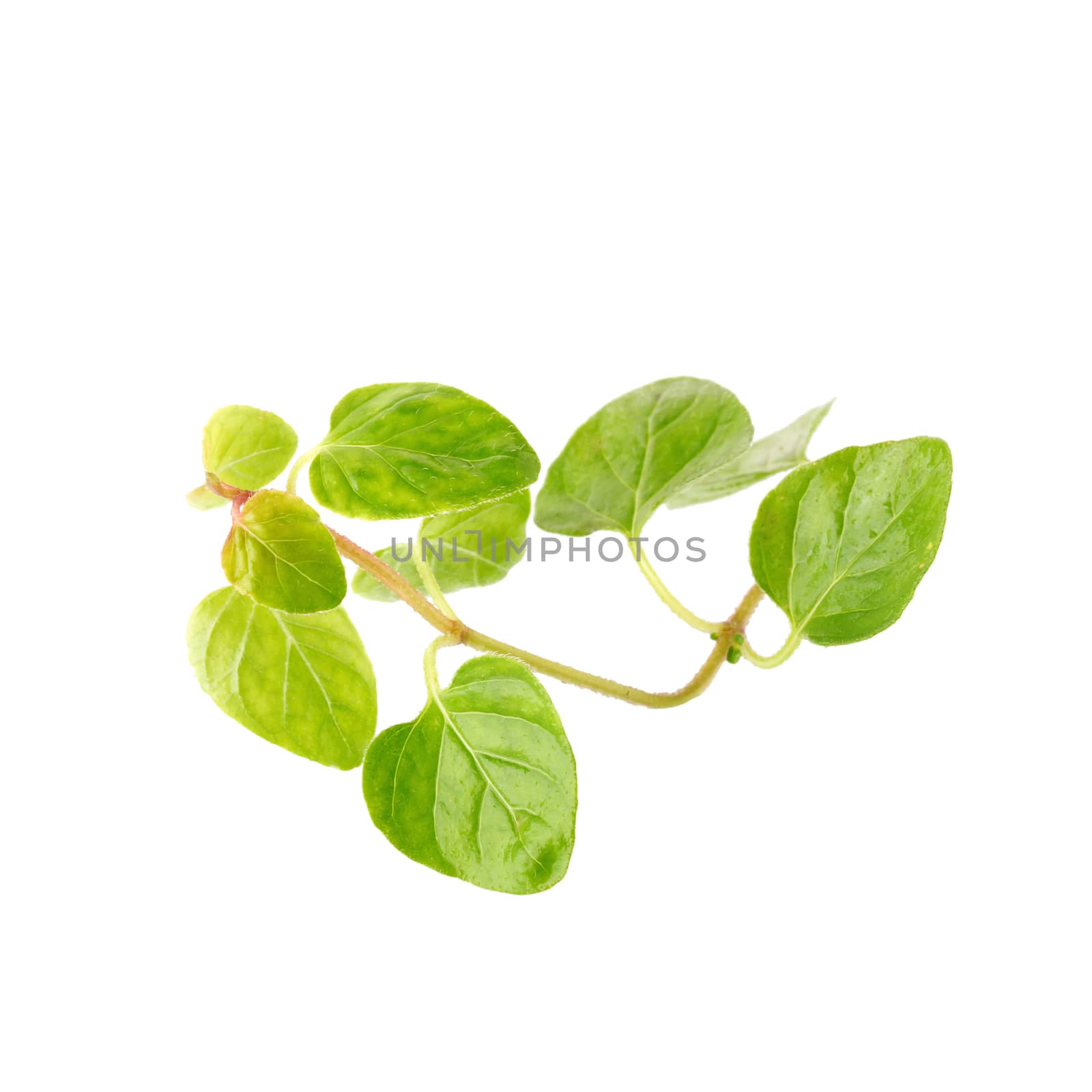 Fresh Oregano herb on a white background.