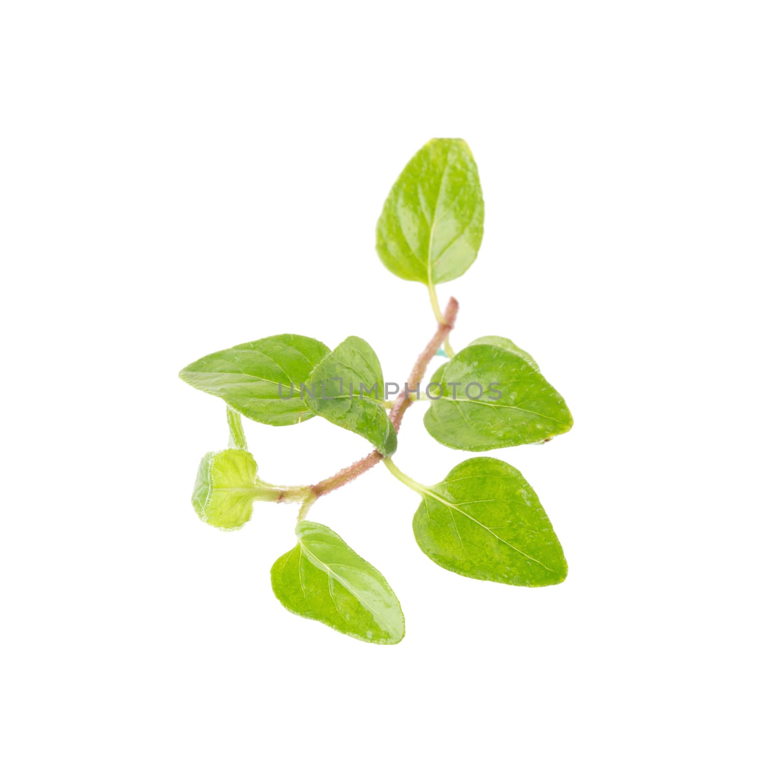 Fresh Oregano herb on a white background.