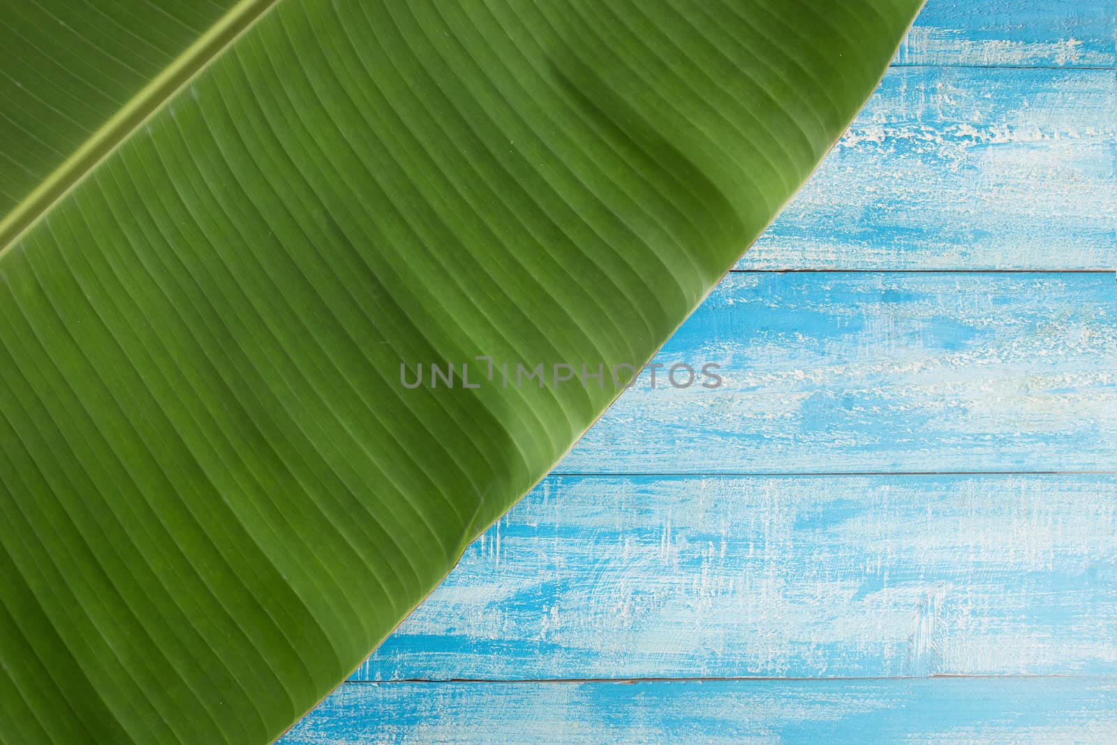 Green banana leaves on a blue Rustic Background.