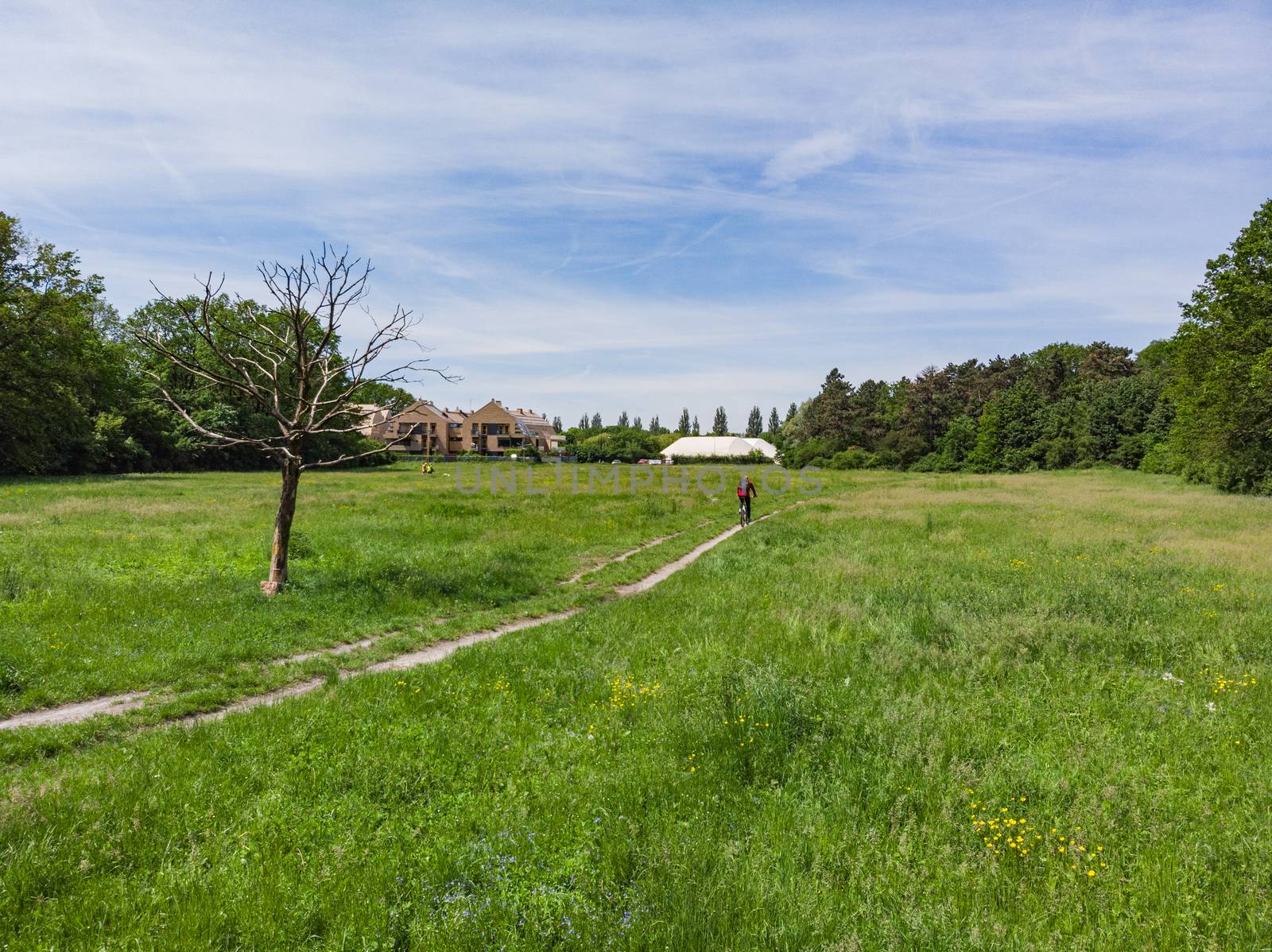 Cyclist riding on bike on path at green clearing between trees by Wierzchu