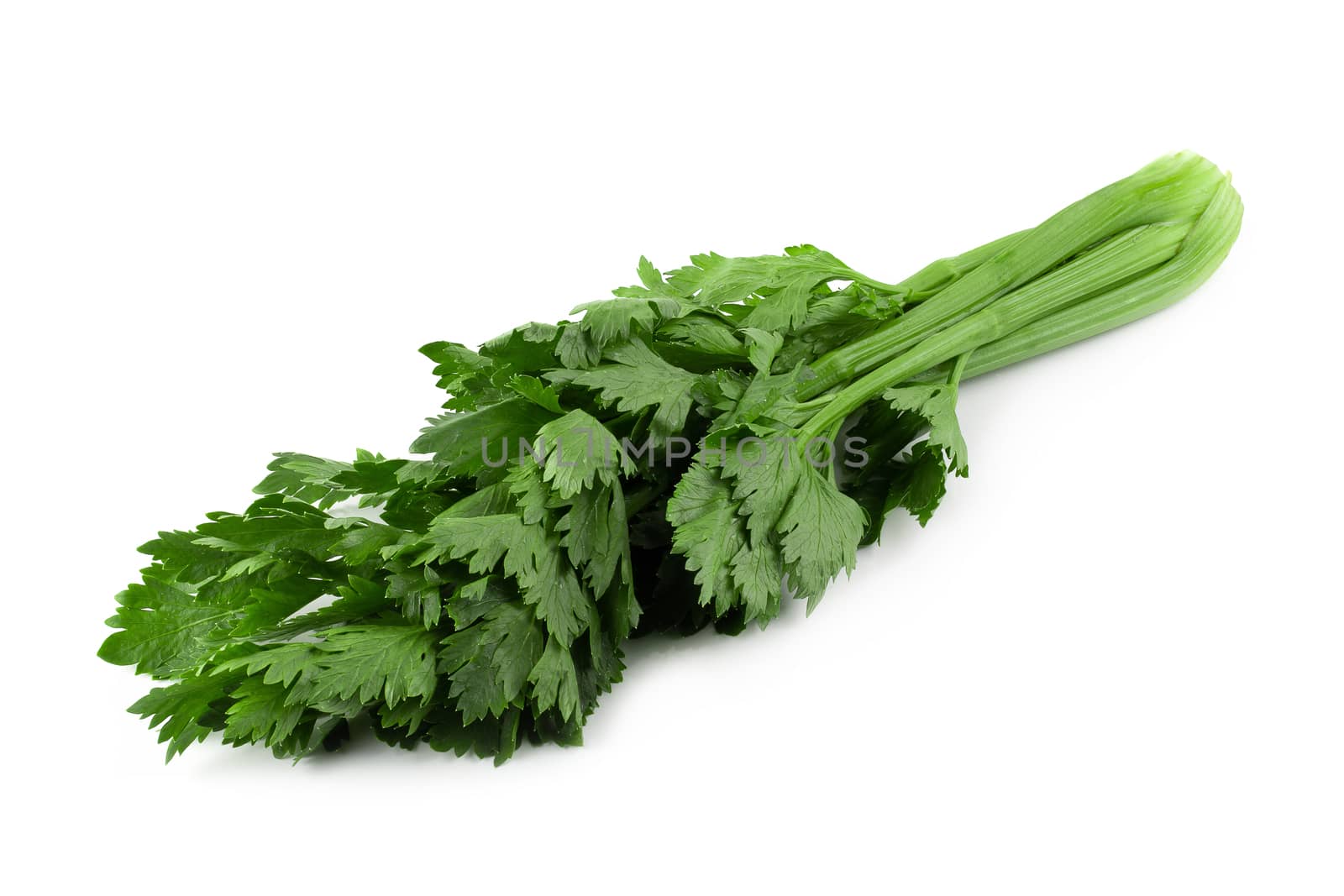 fresh celery isolated over a white background. by kaiskynet